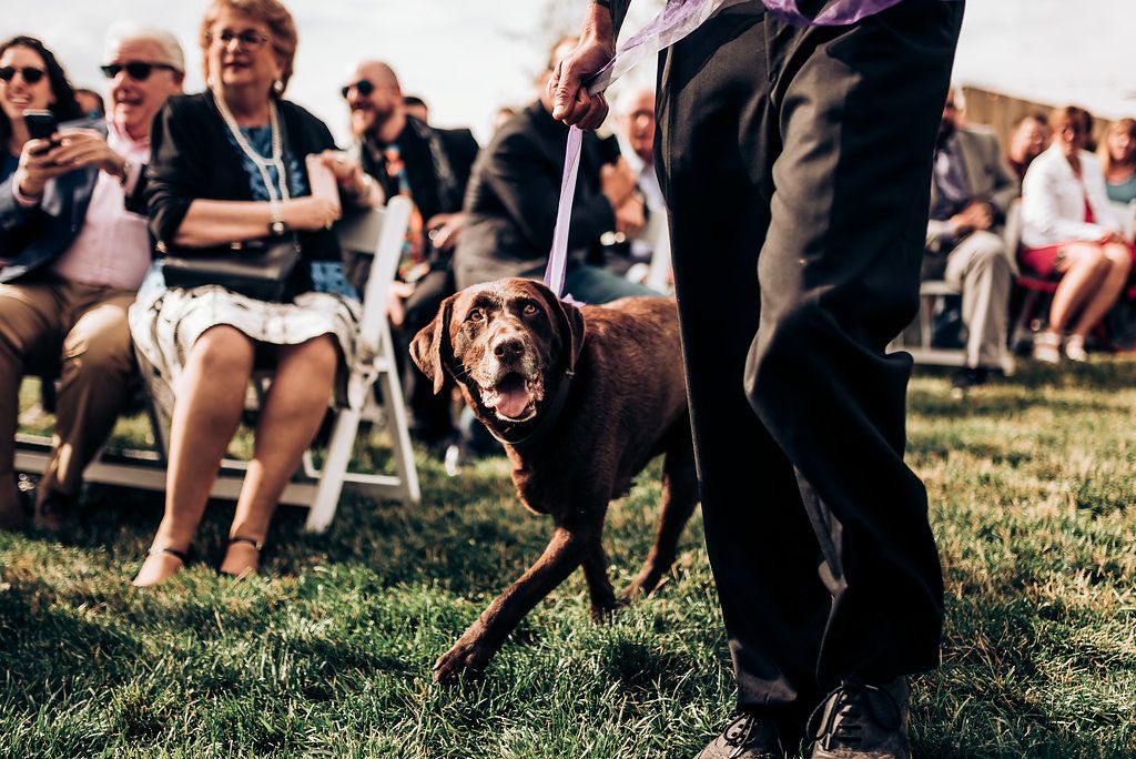 Chocolate lab walks down aisle at outdoor wedding ceremony with seated guests.