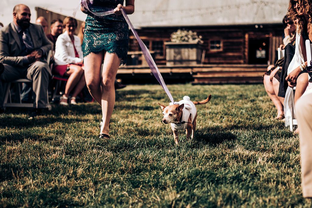 Small white dog walks down grassy aisle at outdoor wedding ceremony.