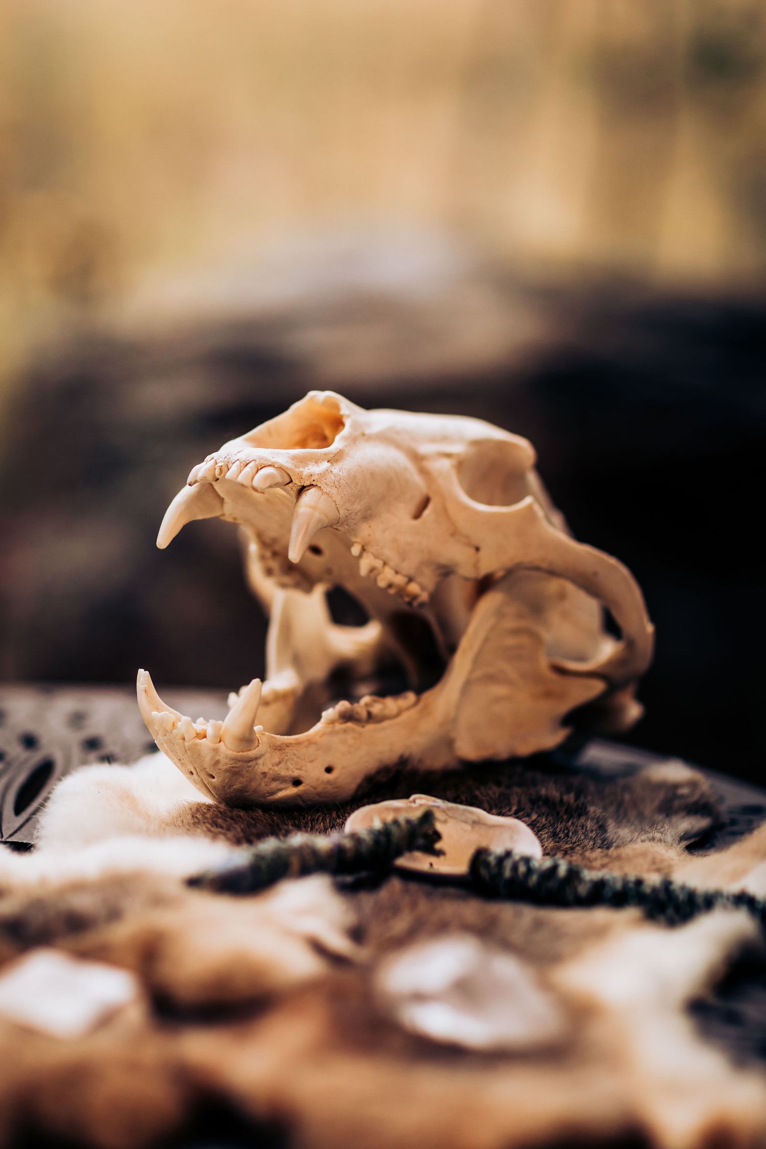 Close-up of weathered animal skull showing teeth detail on textured background.