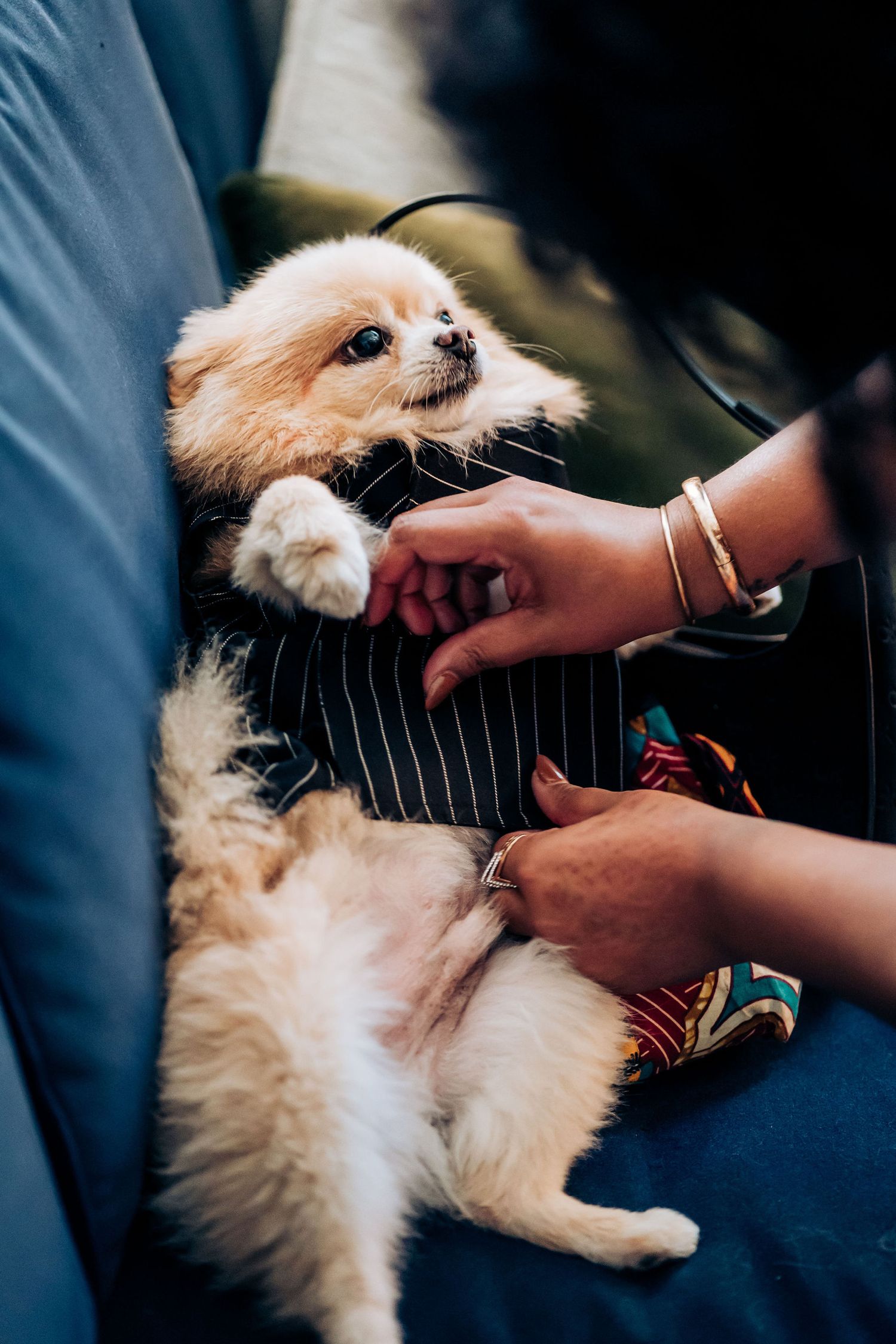 A small Pomeranian dog wearing formal attire gets dressed for a special occasion.