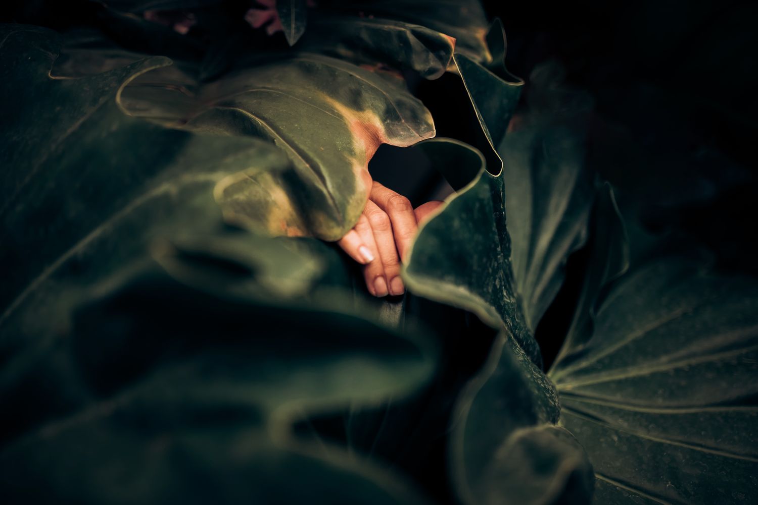 Hands partially visible through large green leaves in moody lighting.