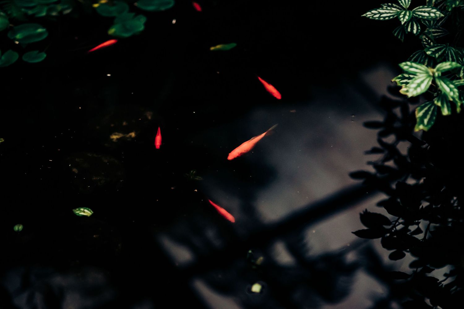 Red koi fish swimming in dark waters beneath leaves and branches.