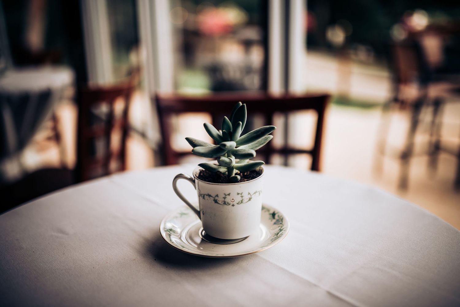 Succulent plant arranged in teacup on white tablecloth in rustic setting.