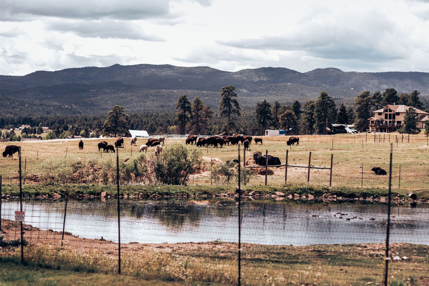 Rural landscape with pond, mountains and grazing cattle under cloudy sky.