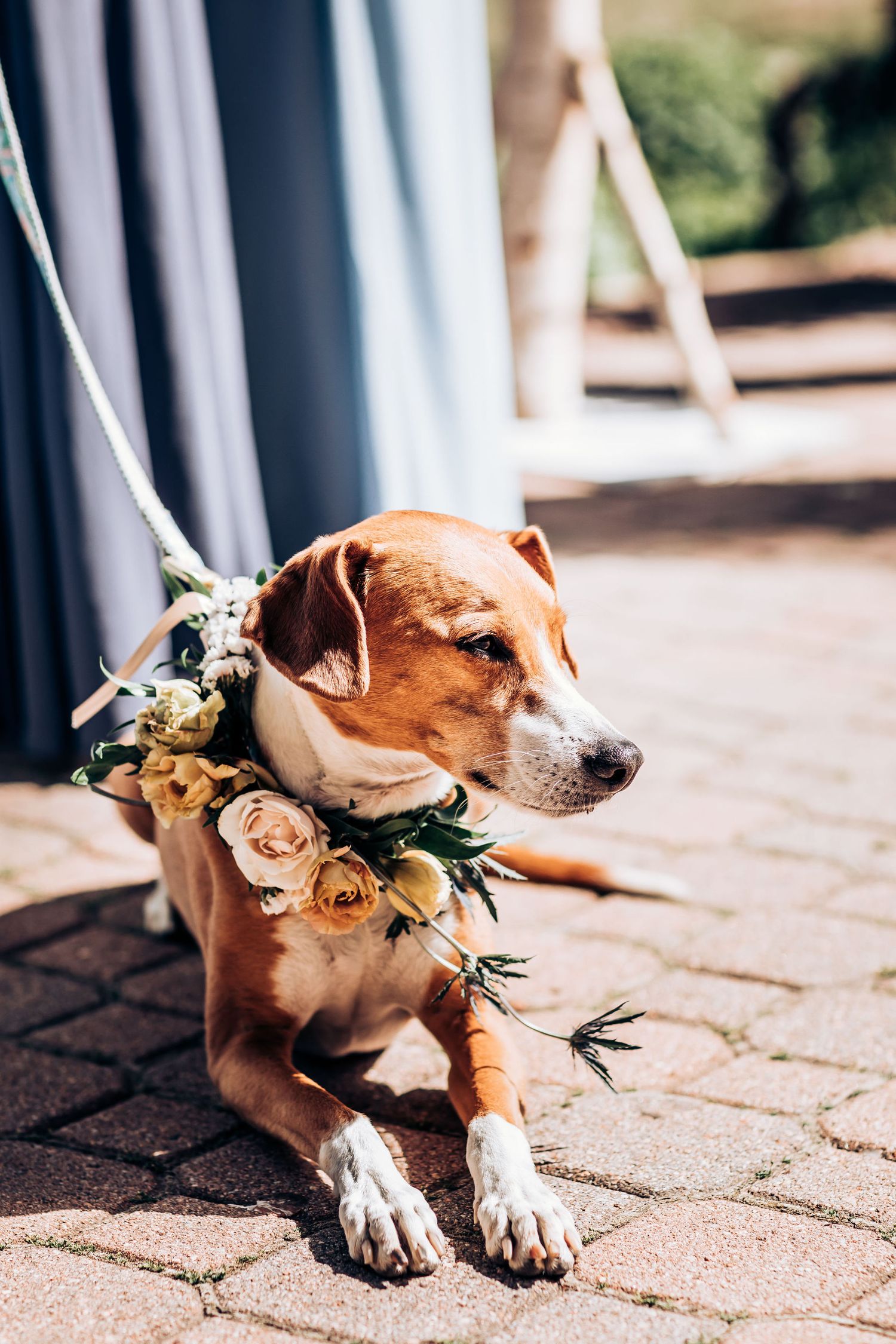 Brown and white dog wearing floral collar lies on brick paving during wedding.