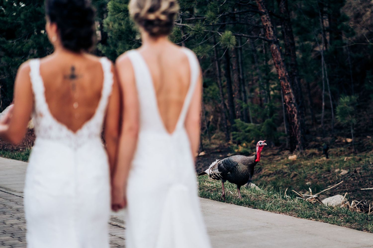 Two white backless dresses in foreground with a wild turkey on path in forest background.