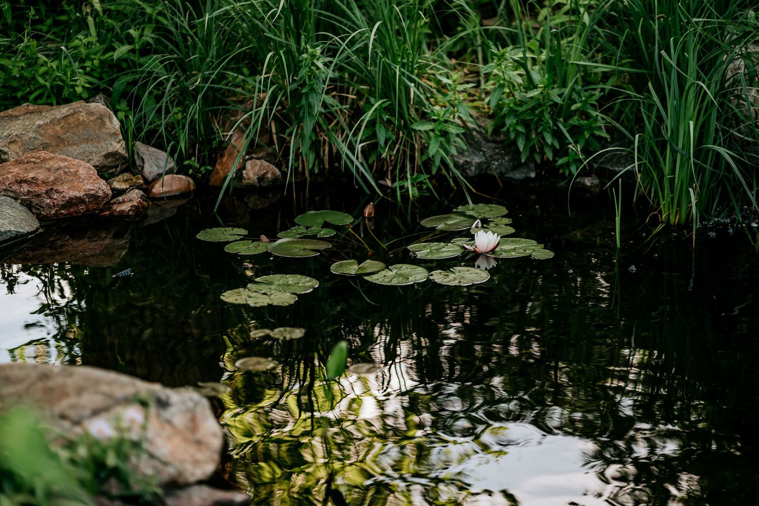 A serene pond with lily pads and rocks surrounded by tall grasses and natural landscaping.