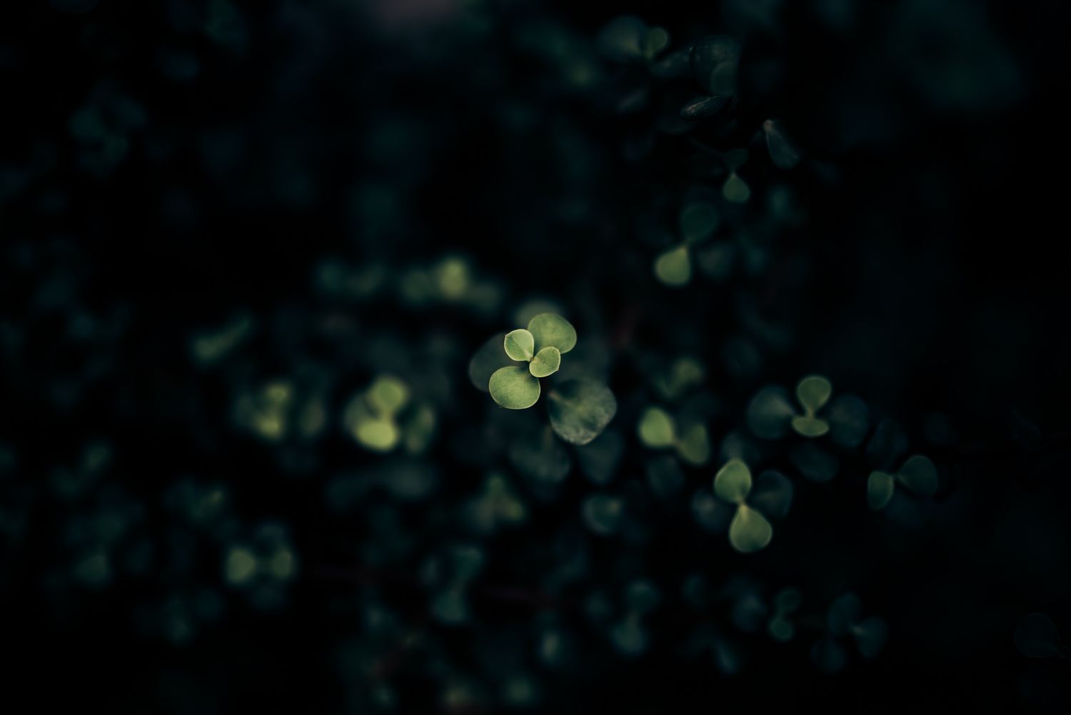 Small glowing white flowers in dark moody lighting with bokeh effect.