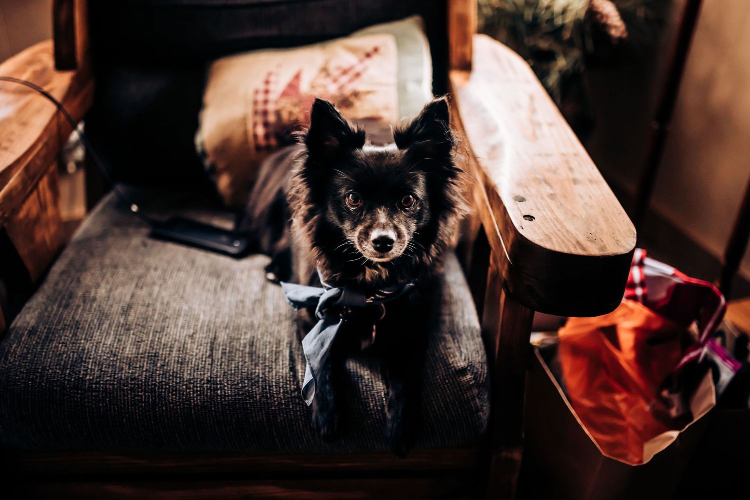 A black dog with perked ears sits attentively on a dark leather couch.