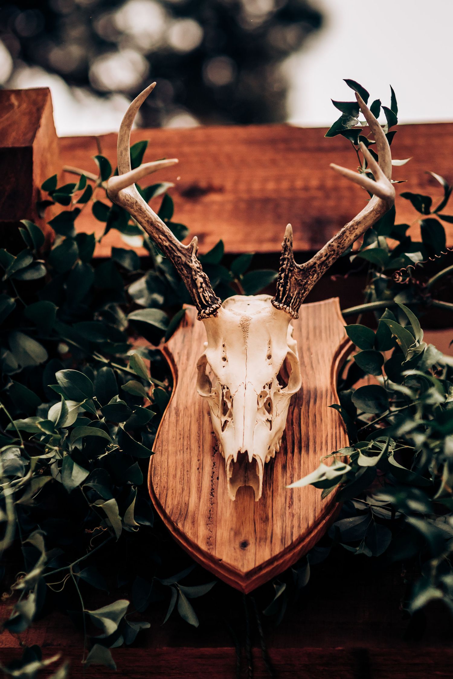 Deer skull mounted on wooden plaque surrounded by green foliage.