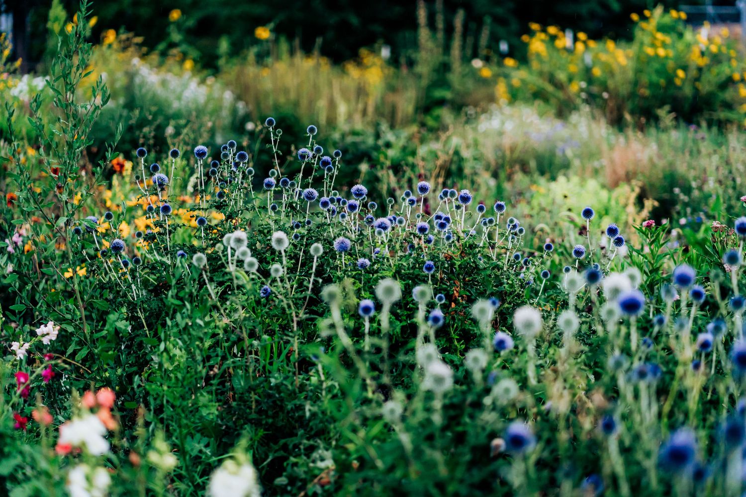 Colorful wildflowers blooming in a natural garden setting with soft focus.