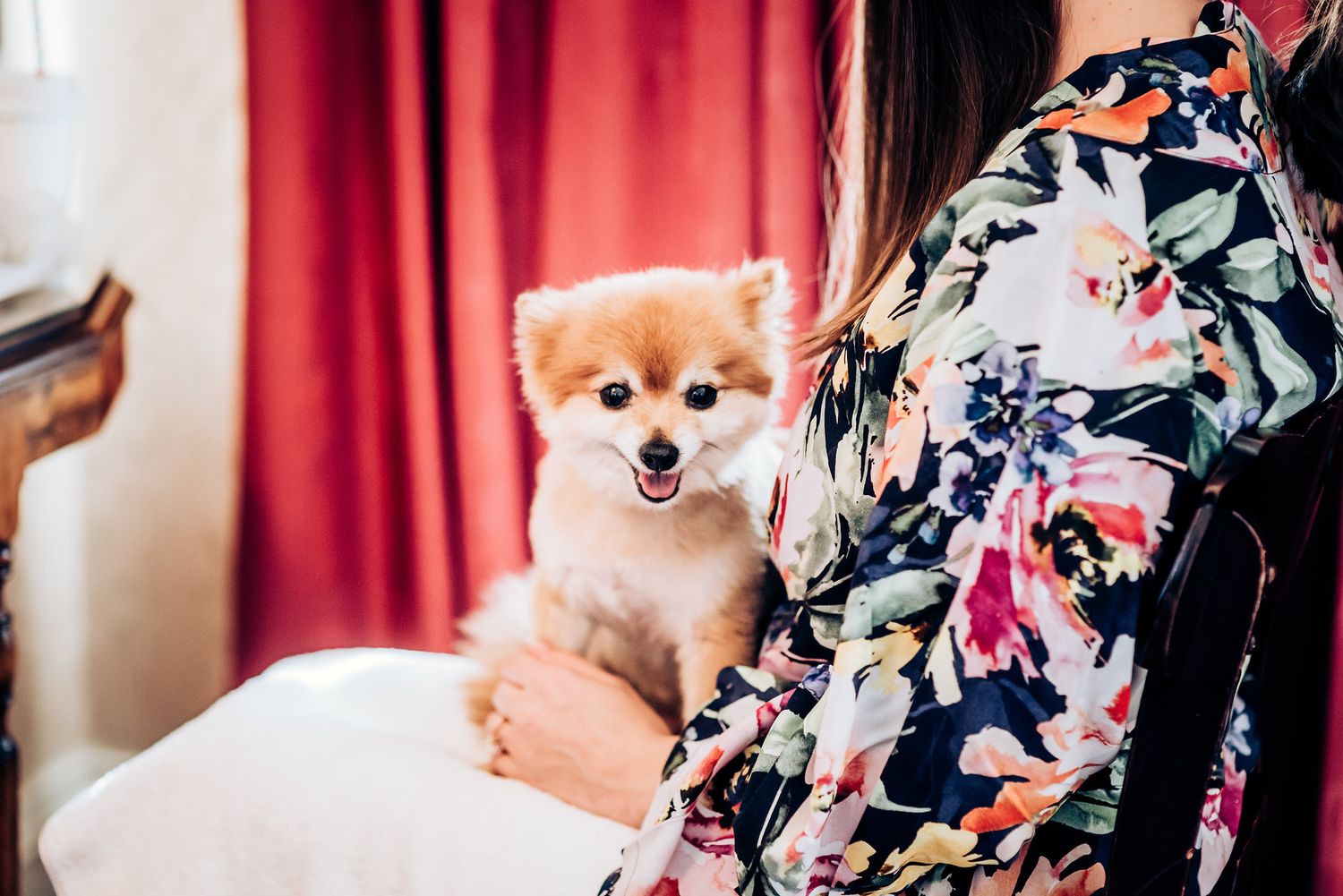 An adorable Pomeranian puppy being held while sitting next to someone wearing a floral print dress.
