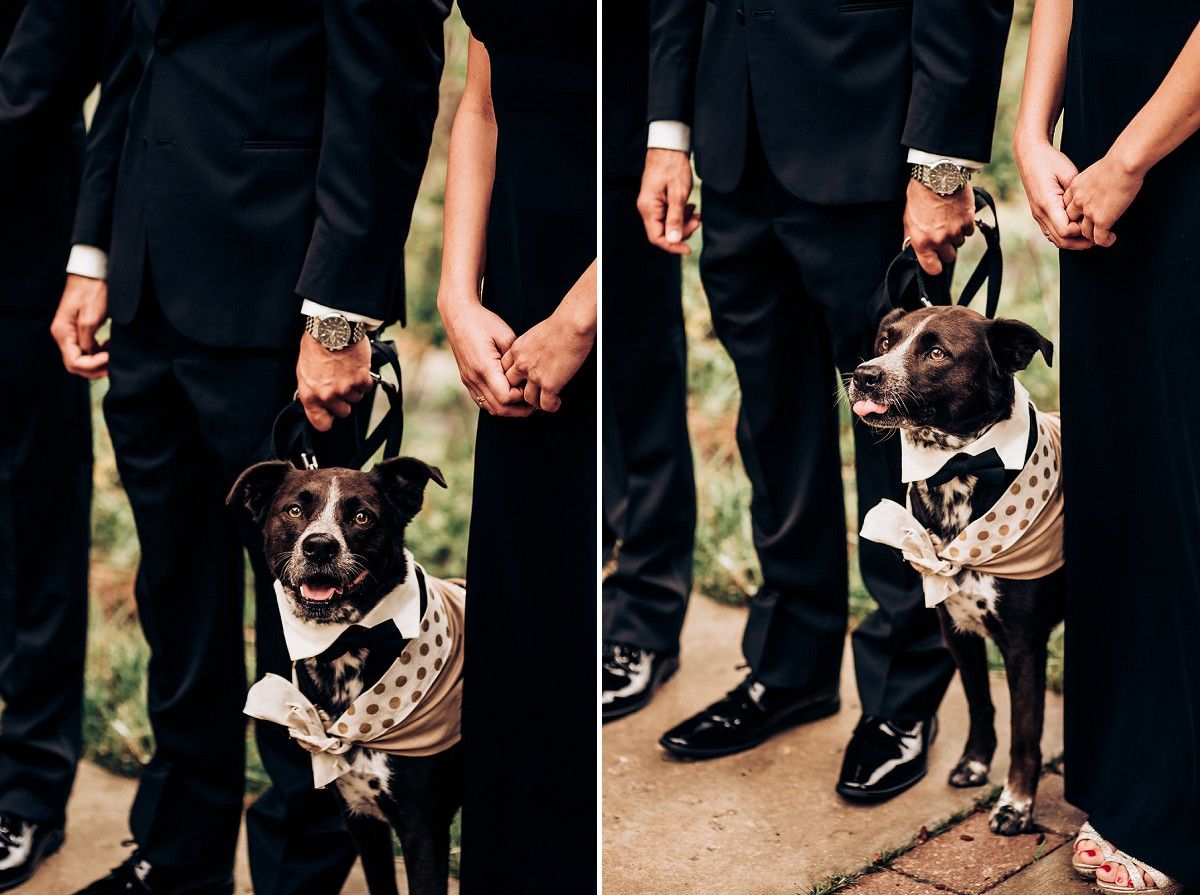 Dog in formal attire standing between guests in black suits.