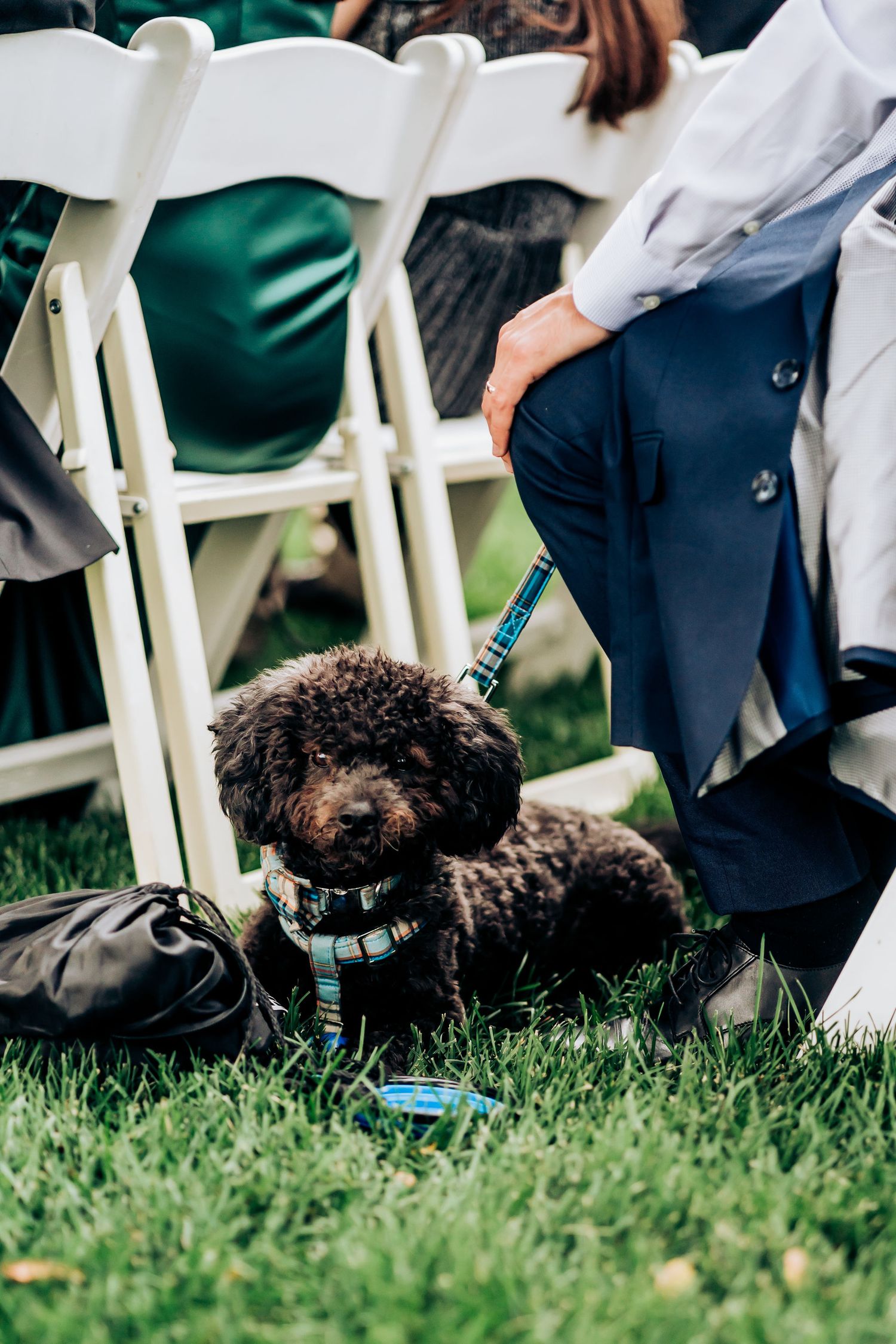 Small brown curly-haired dog on leash resting by white ceremony chairs on grass.