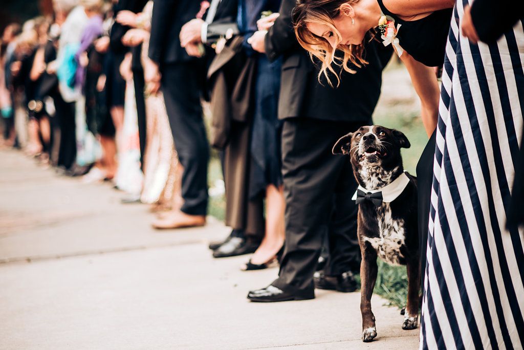 Small dog in formal attire joins wedding guests lined up for ceremony.