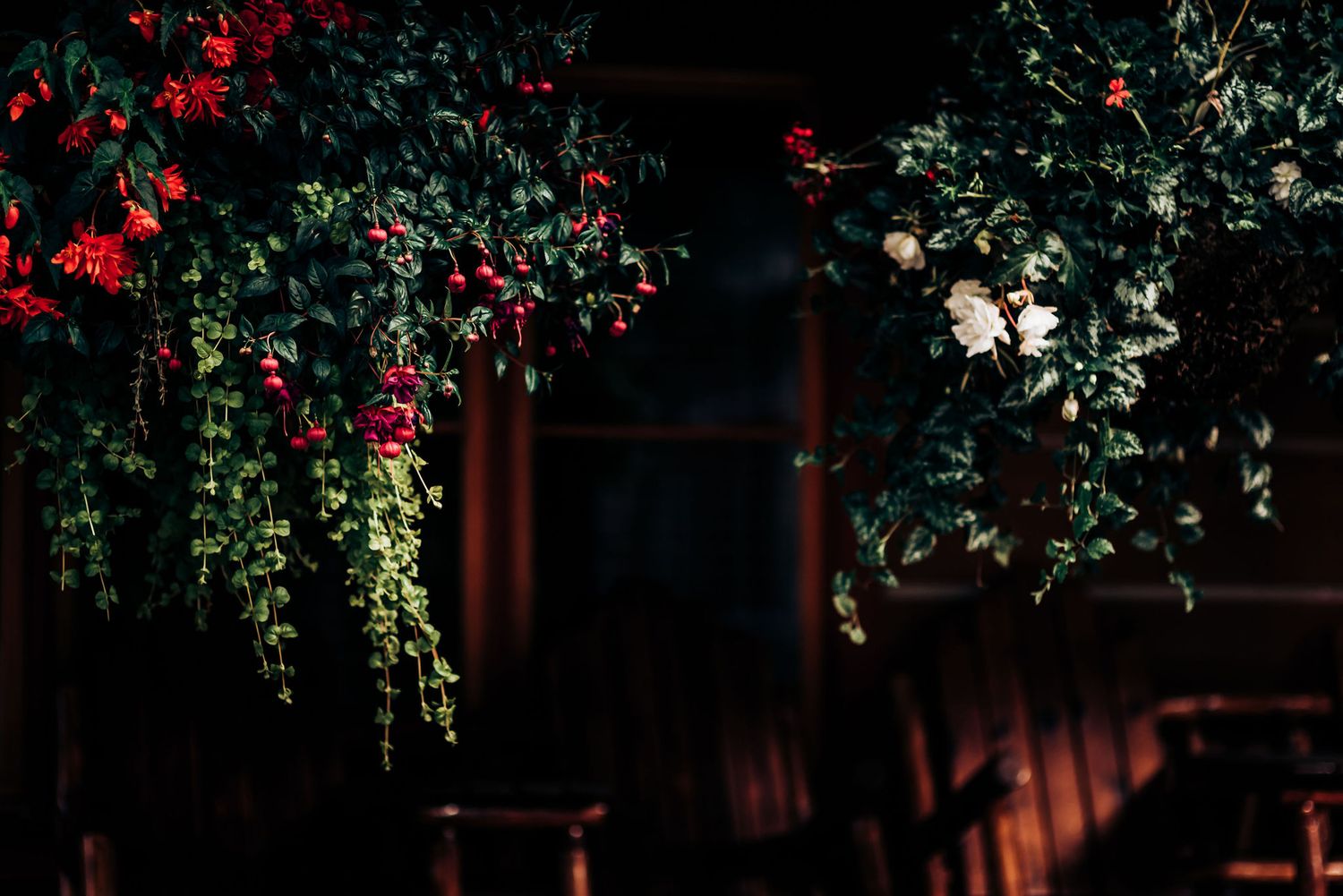 Dramatic nighttime garden scene with red flowers and climbing vines illuminated against dark background.