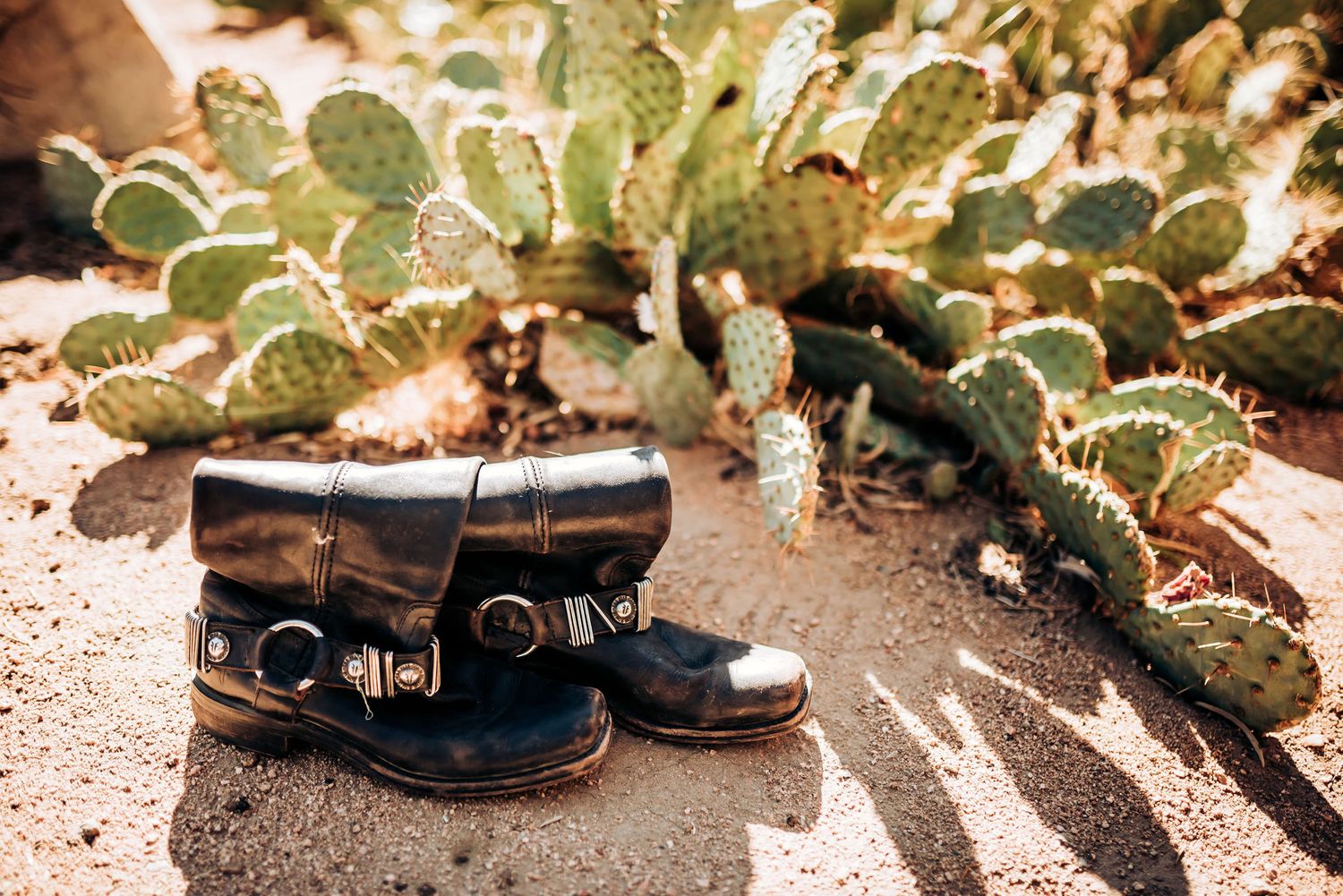 Vintage leather boots beside desert cactus plants in sunlight.