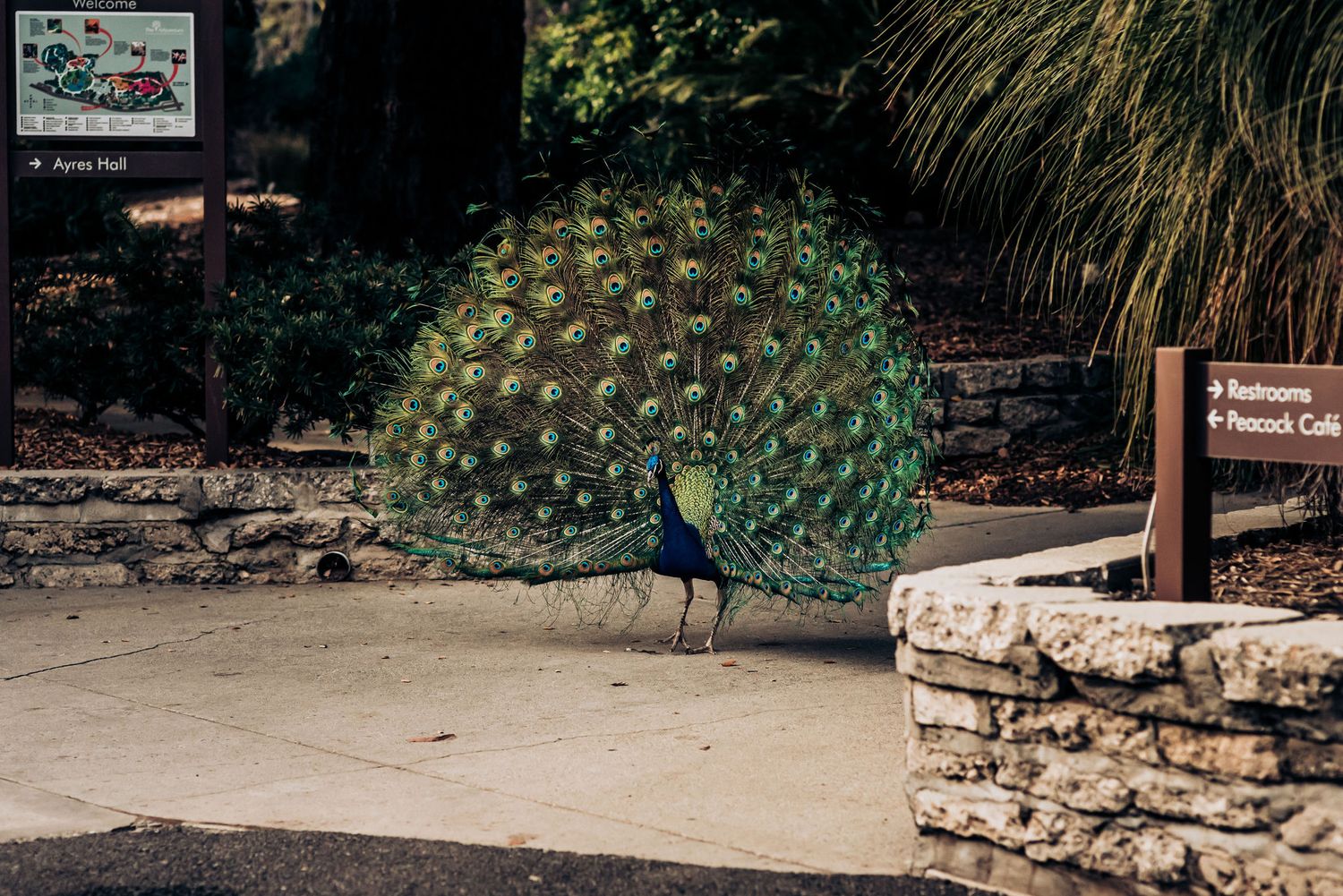 A majestic peacock displays its full tail feathers on a stone path.