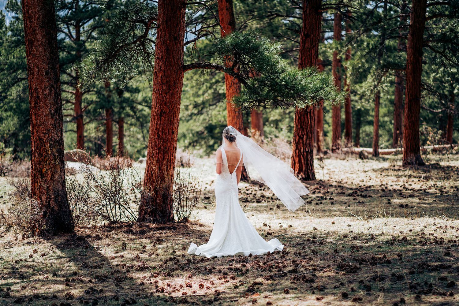 A bride in a flowing white dress and veil poses among tall pine trees in a forest.