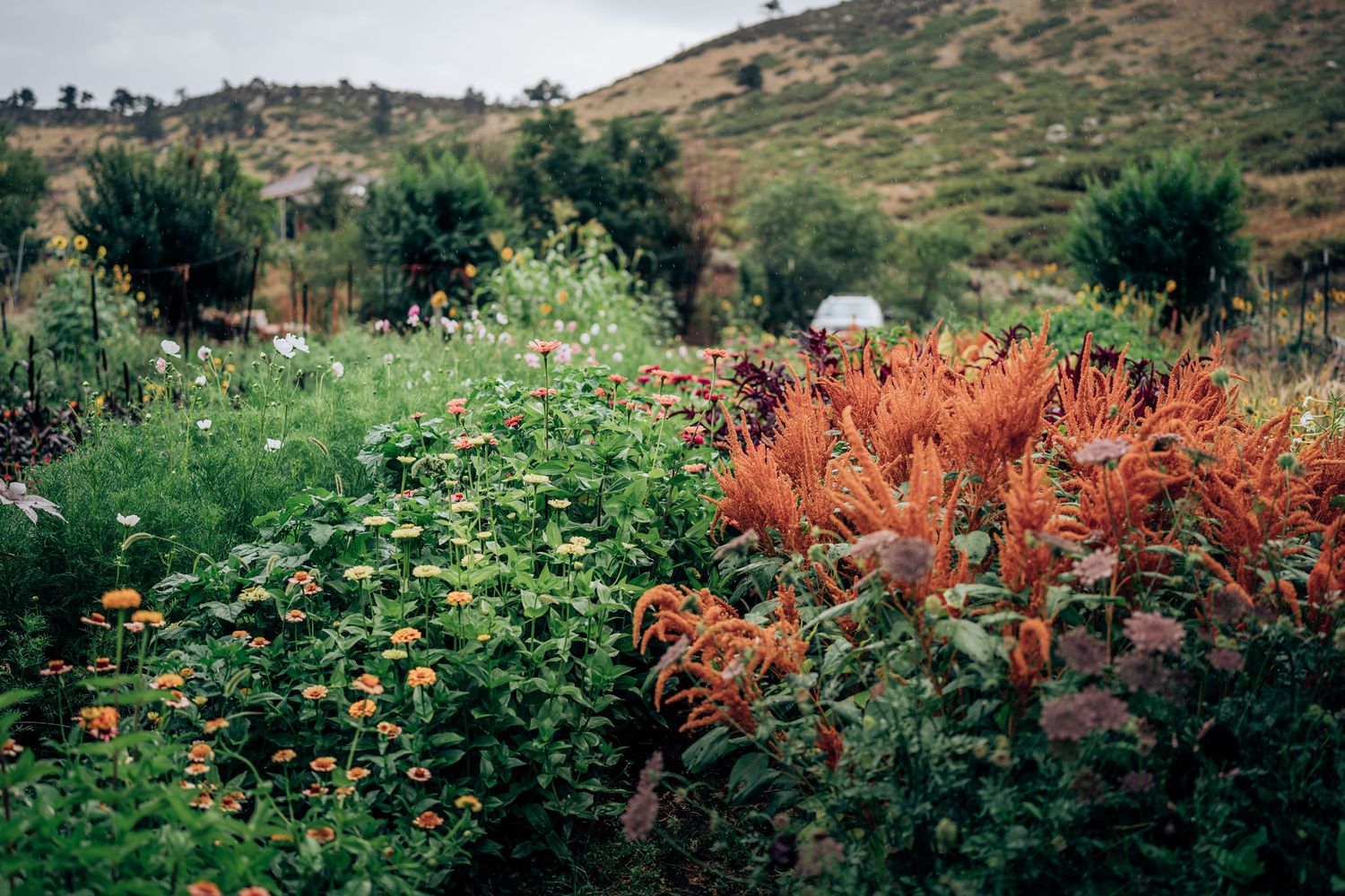 Vibrant orange and green plants grow in a hillside garden landscape.