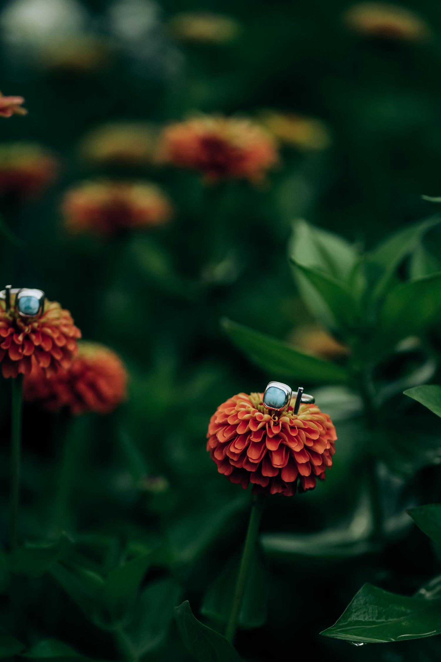 Close-up of orange zinnias rings.