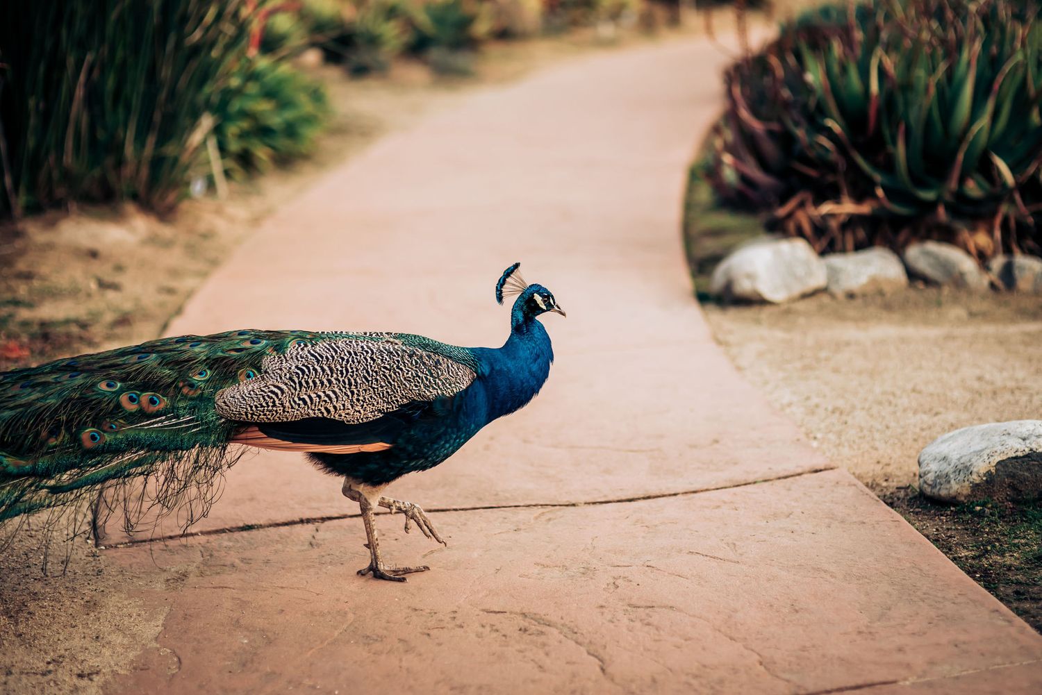 A peacock walks along a sandy path bordered by green succulents and agave plants.