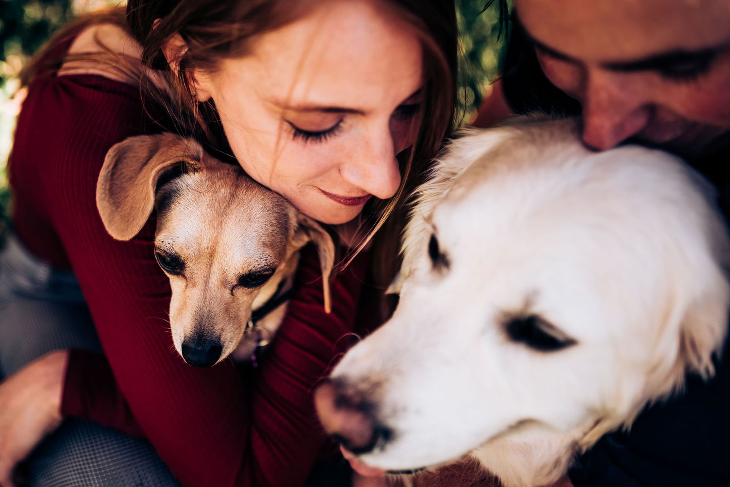Two dogs receive loving attention from their owners in warm natural light.
