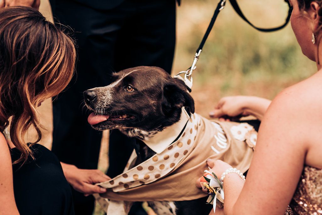 Wedding guest pets happy dog wearing polka dot formal outfit.