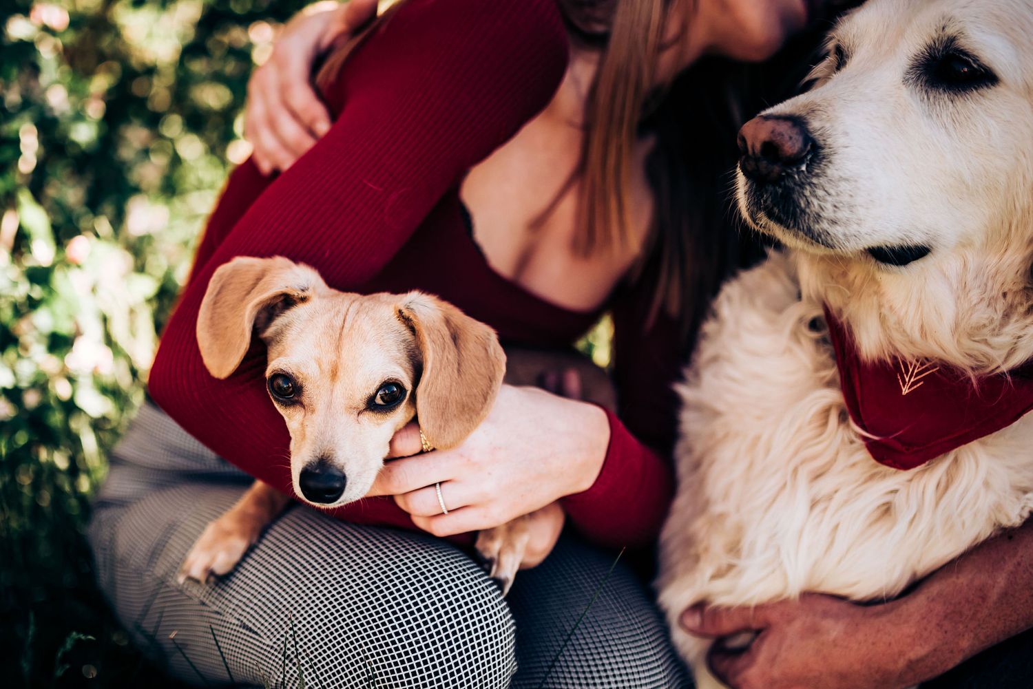 Two dogs, a retriever and small terrier mix, getting attention from their owners.
