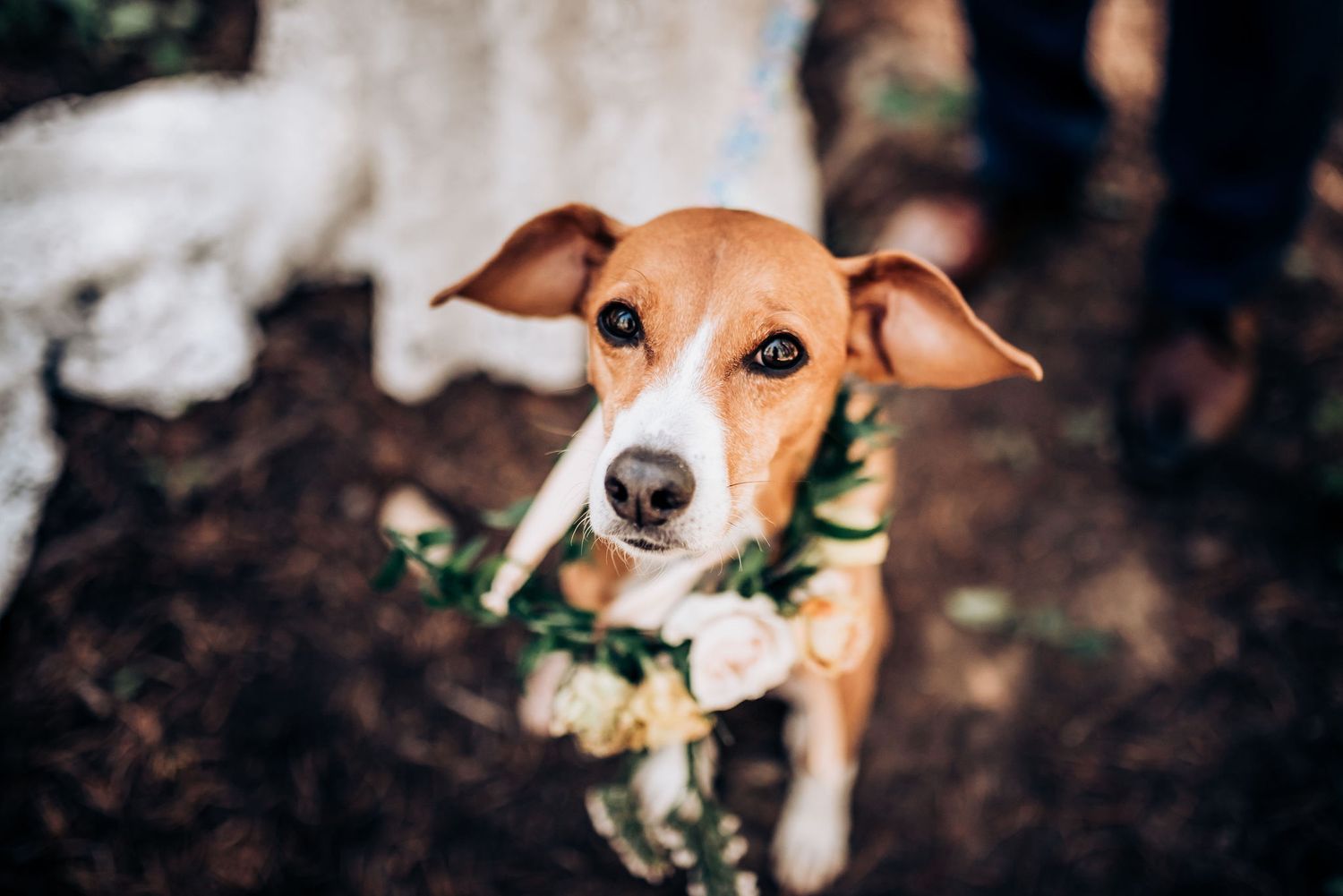 An adorable brown dog poses in a floral collar during a wedding photoshoot.