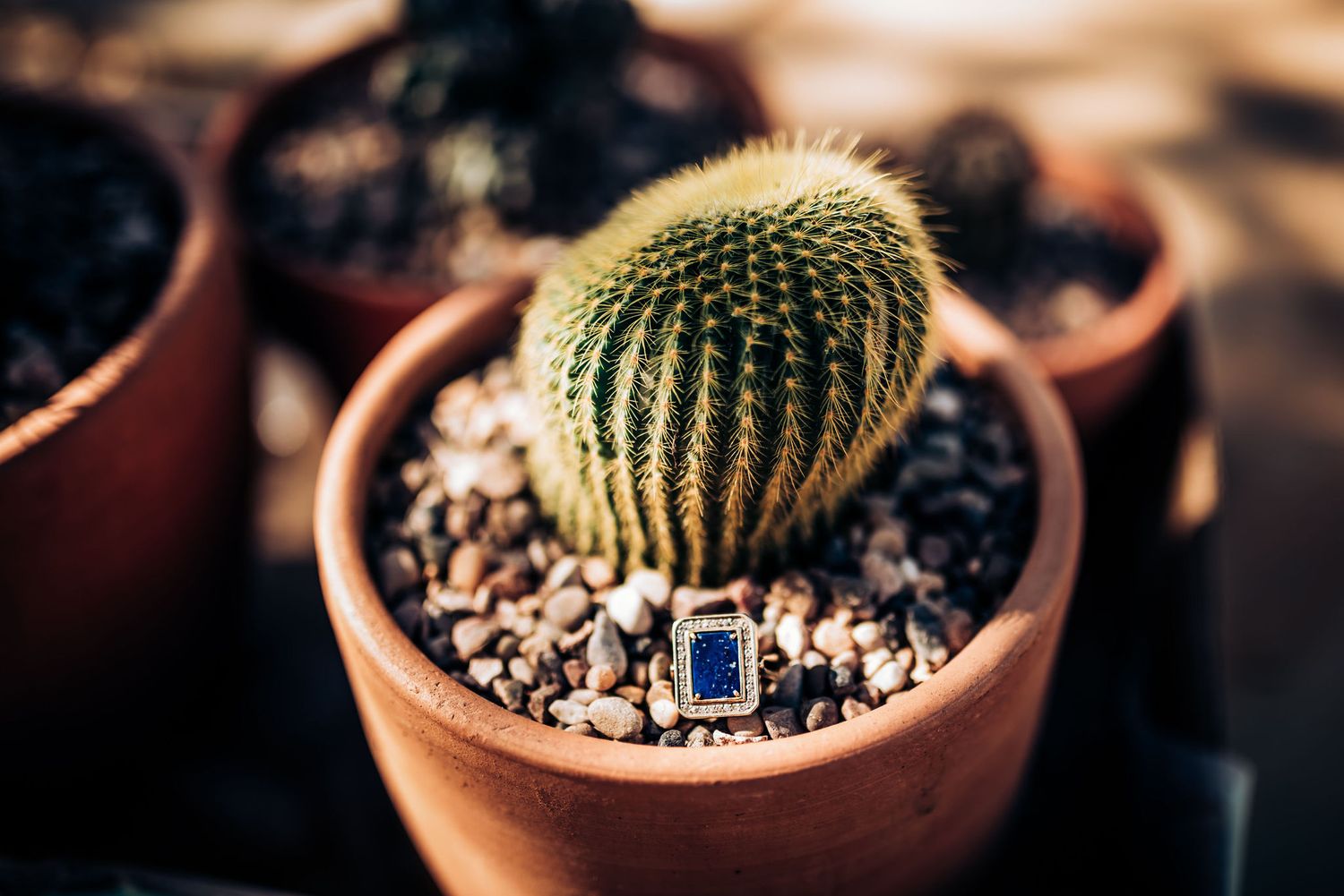 Close-up of a round barrel cactus in a terracotta pot with small rocks.