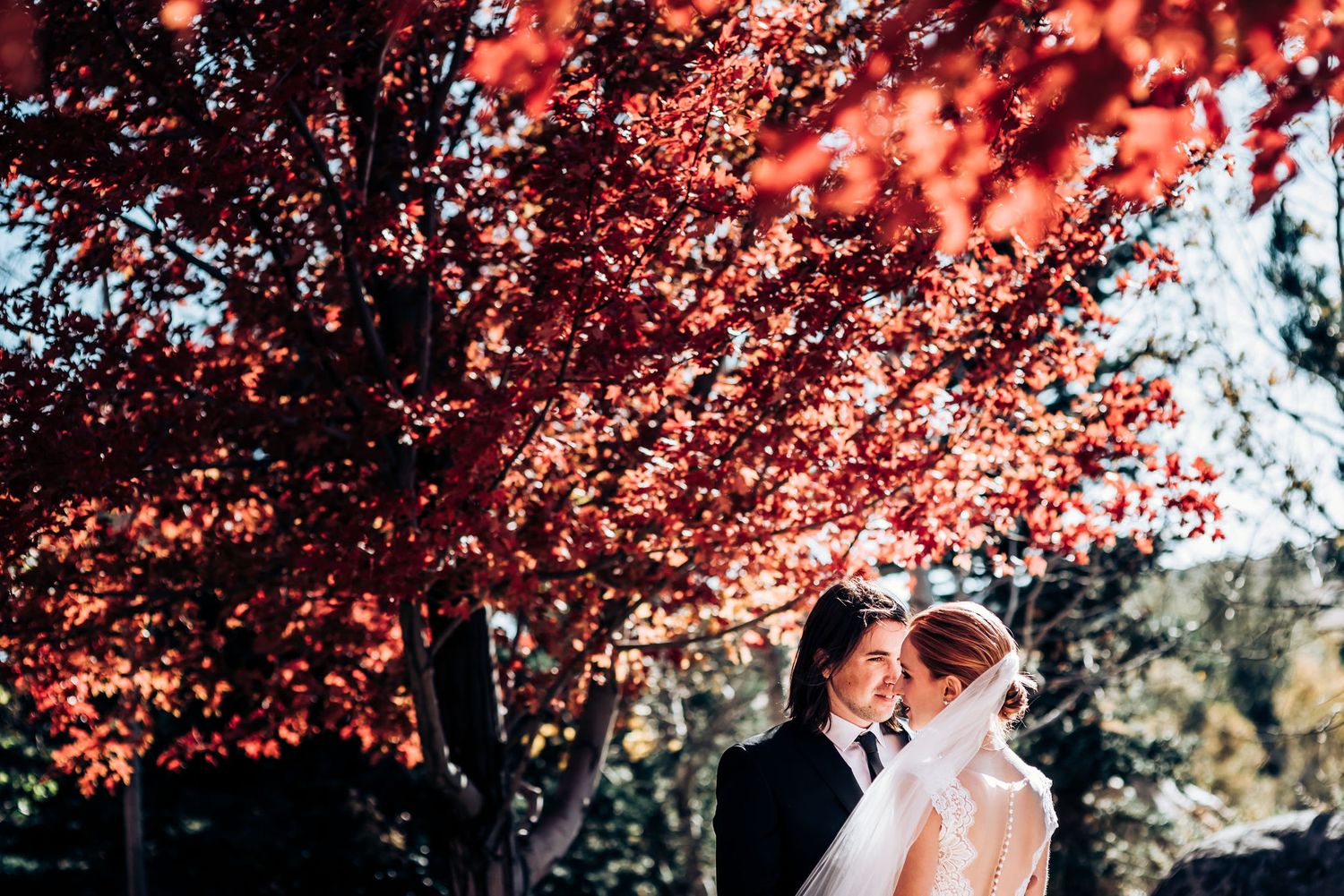 Romantic wedding couple embraces under vibrant red autumn maple trees in outdoor garden setting.