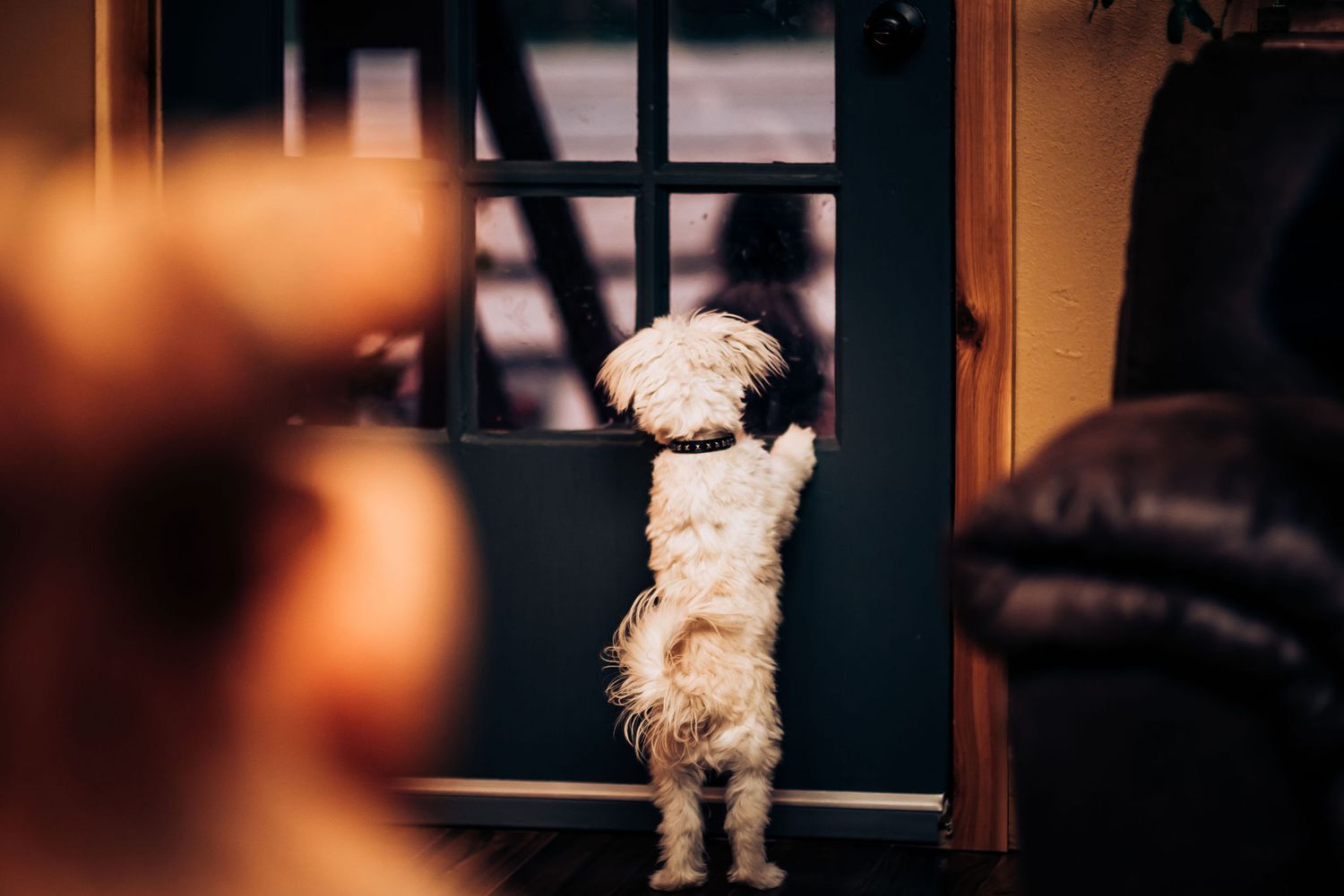 A small white dog stands on its hind legs looking out a window.