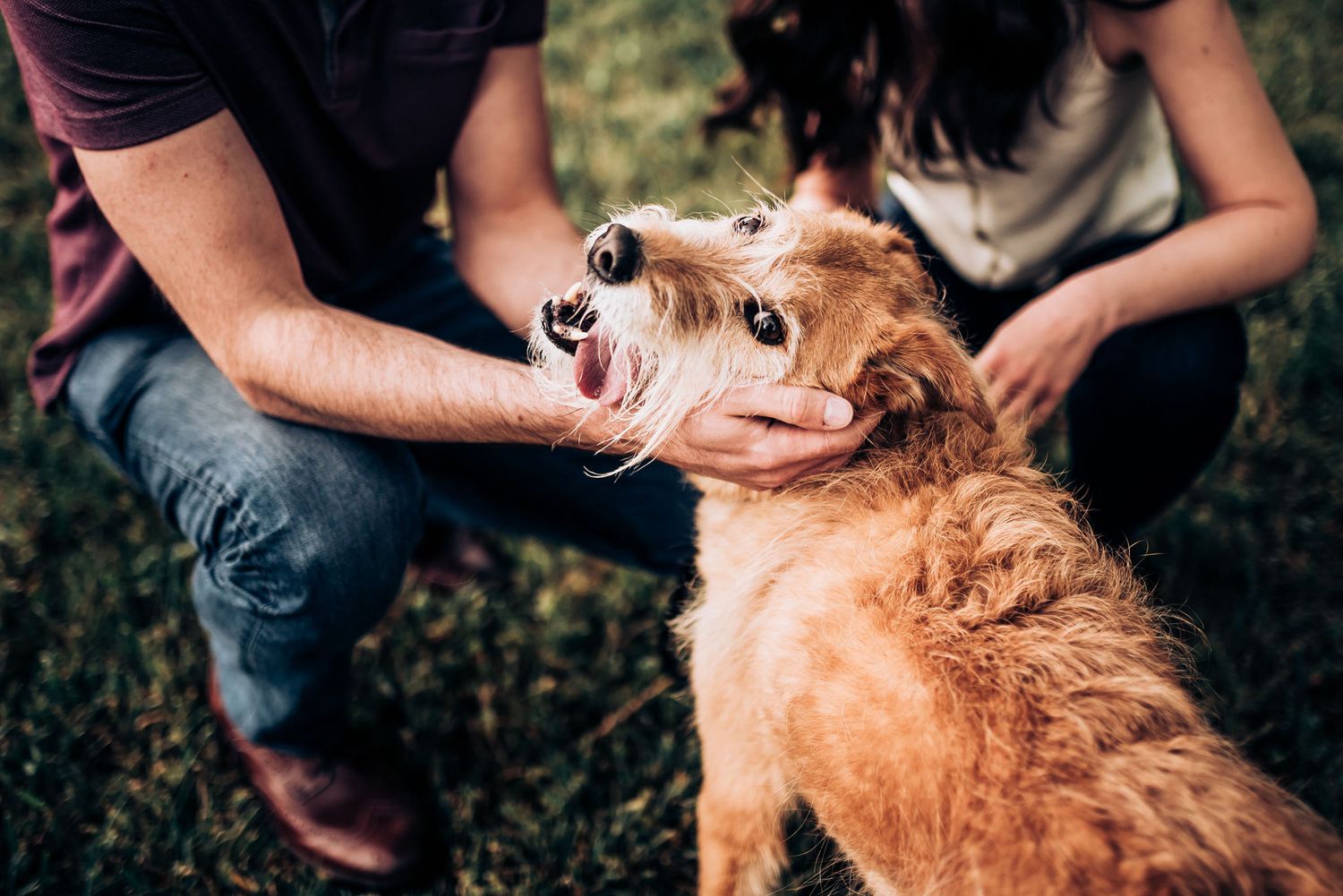 A golden retriever dog receives loving pets and attention while sitting in grass outdoors.