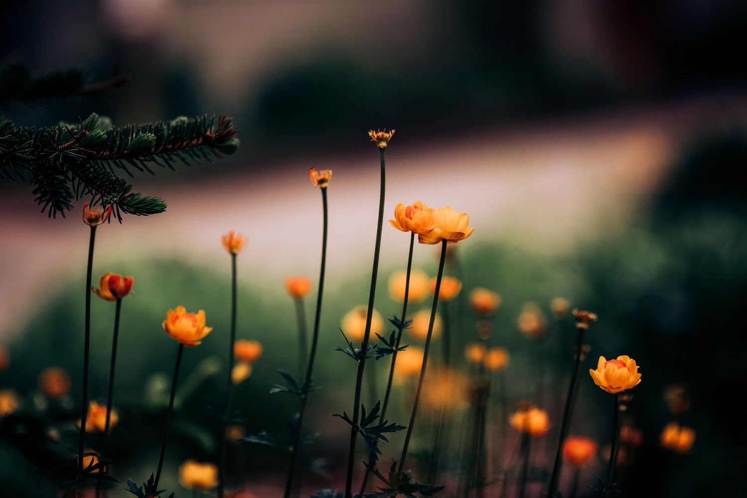 Orange wildflowers blooming against blurred natural background in soft evening light.