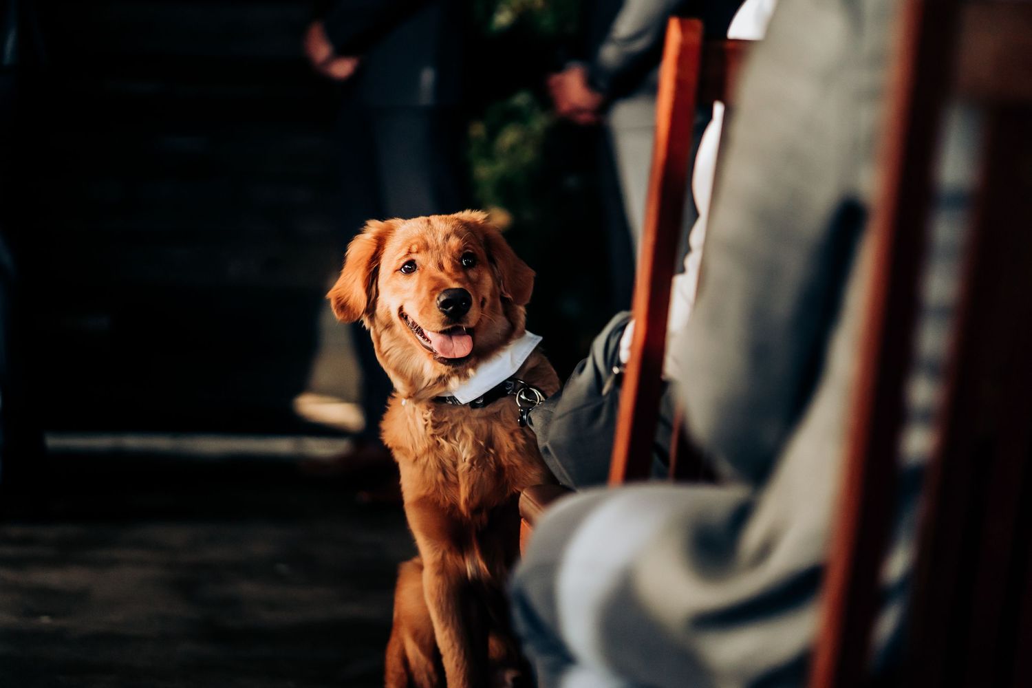 A brown dog walks through a crowd of wedding guests during an outdoor celebration.
