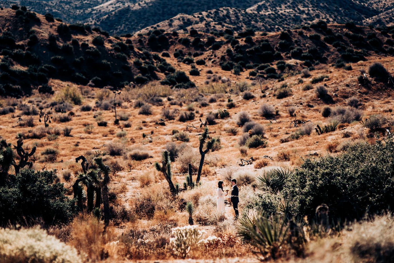Desert landscape with scattered saguaro cacti and mountains in warm sunlight.