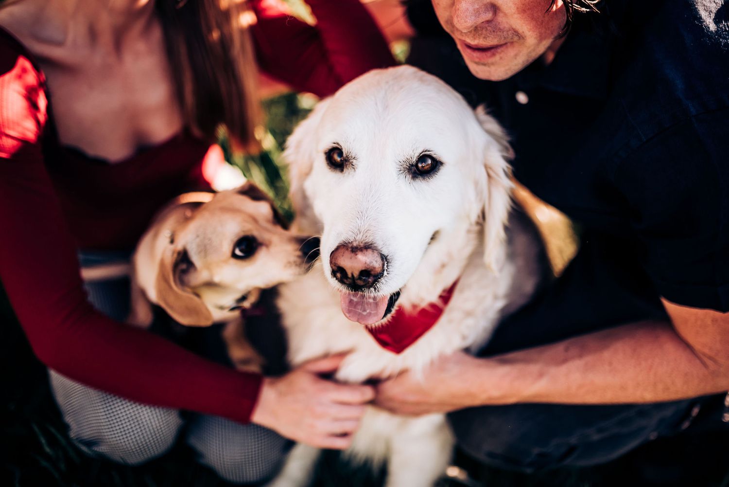 Two dogs, one white and one brown, being cuddled and petted in warm lighting.