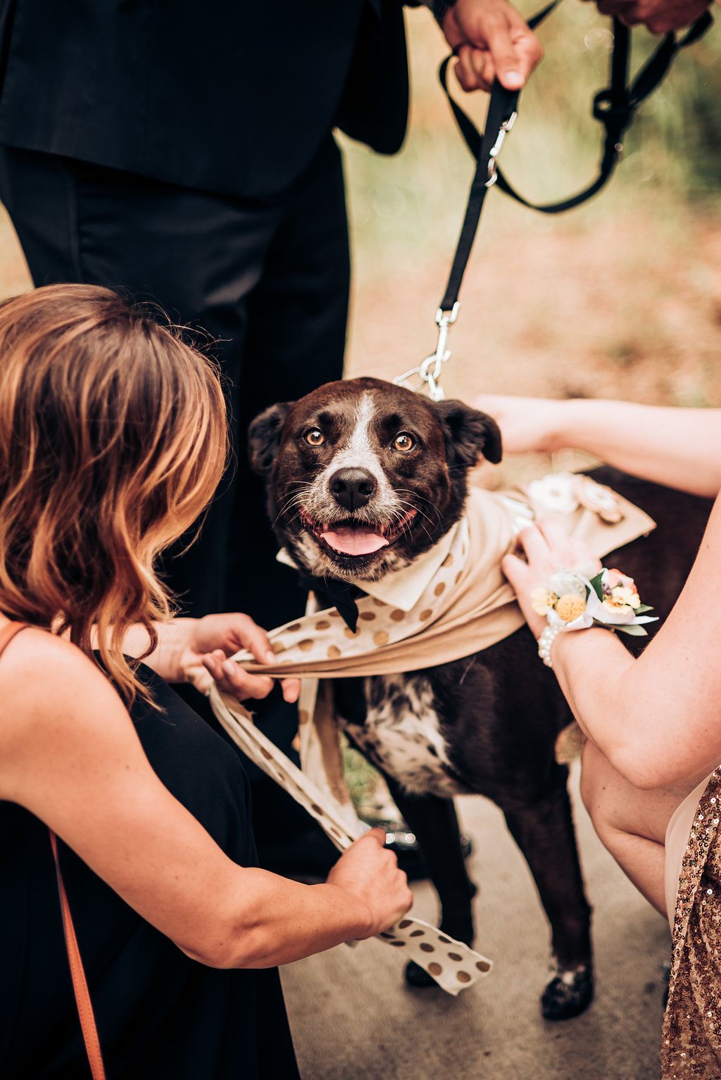 Happy dog wearing formal attire being pet by wedding guests.