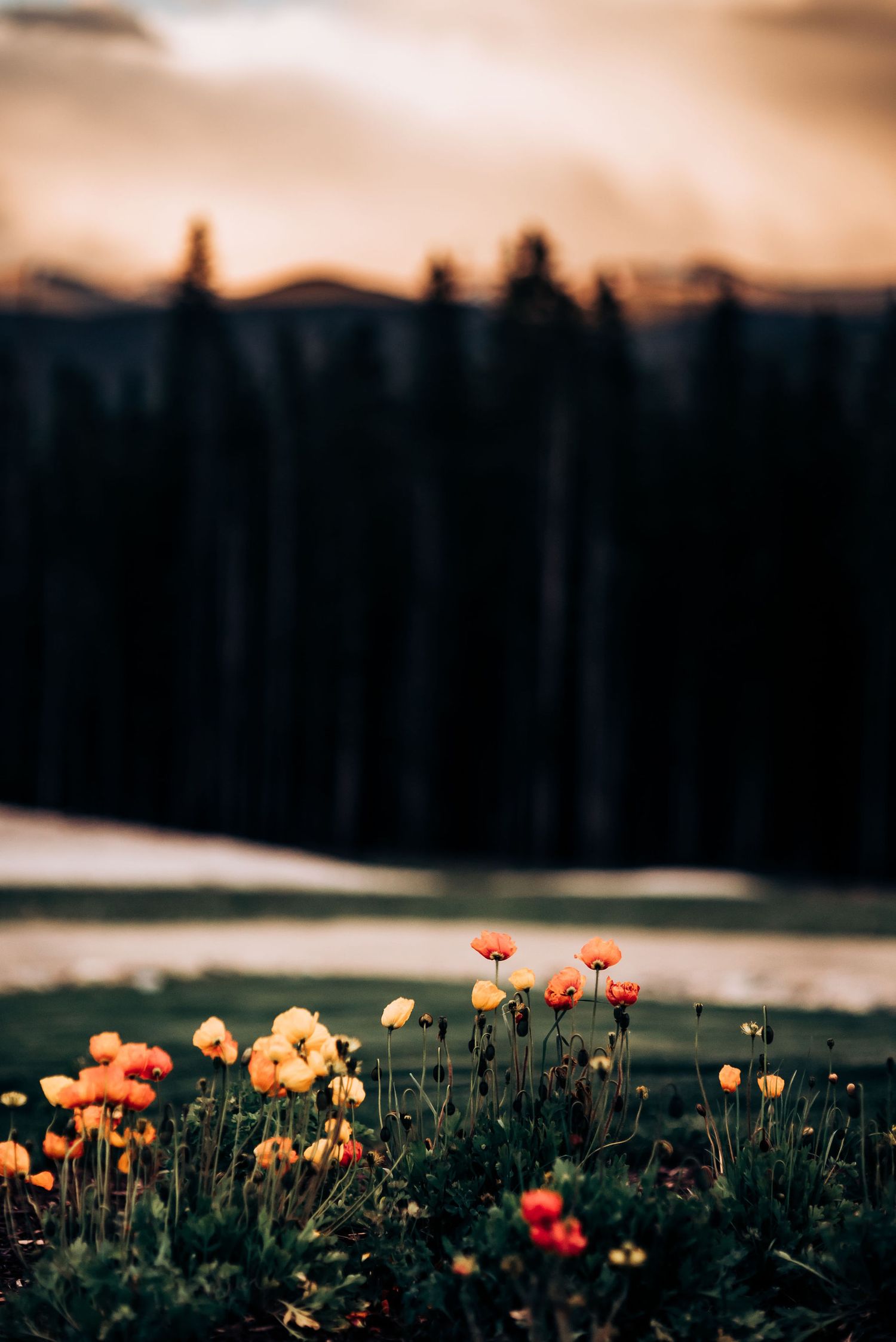 Orange poppies bloom against dark forest landscape during golden hour.
