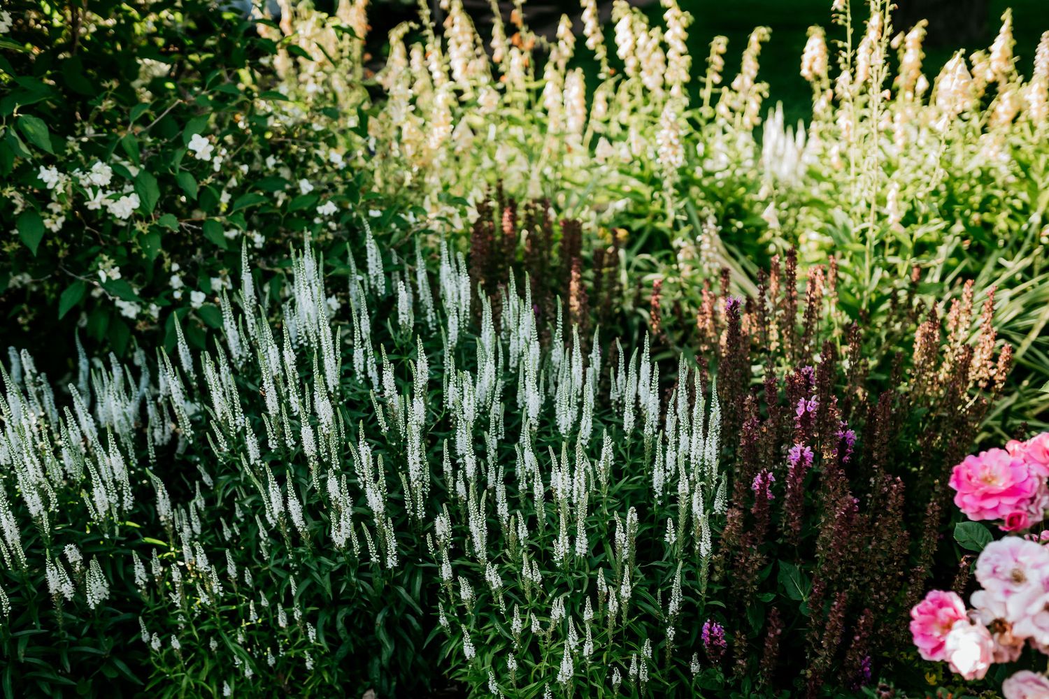 Garden flowers including white spiky blooms and pink roses in full summer bloom.