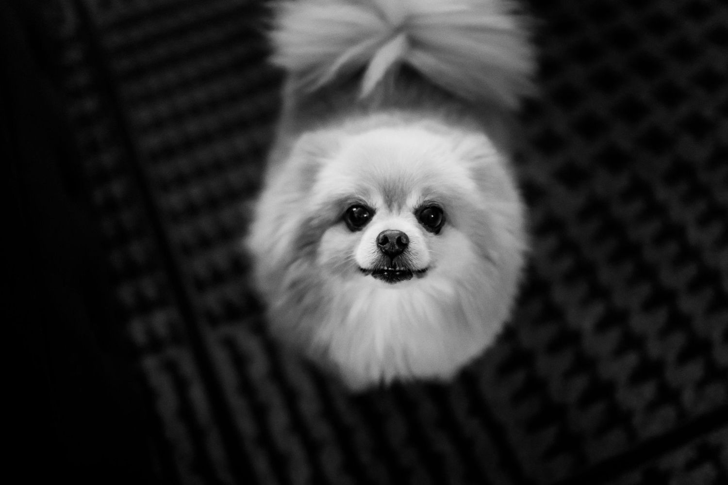 Fluffy white Pomeranian dog with a bow smiling at the camera in black and white.