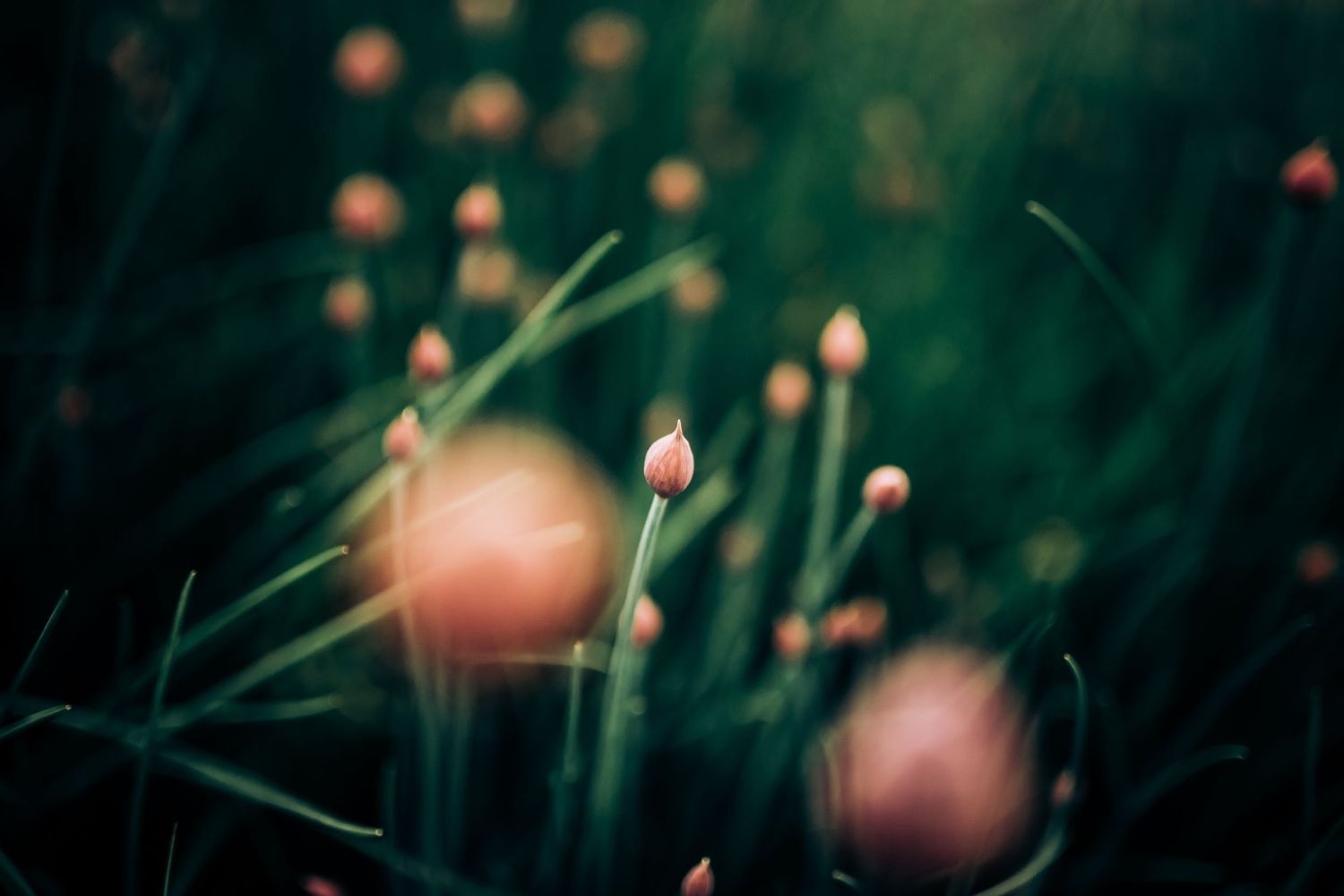 Close-up of pink flower buds against a blurred dark green background.