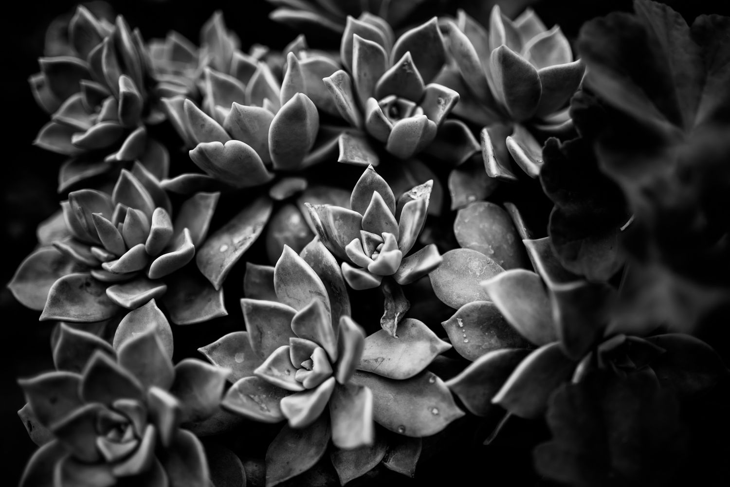 Dramatic black and white close-up of succulent plants showing detailed geometric patterns.