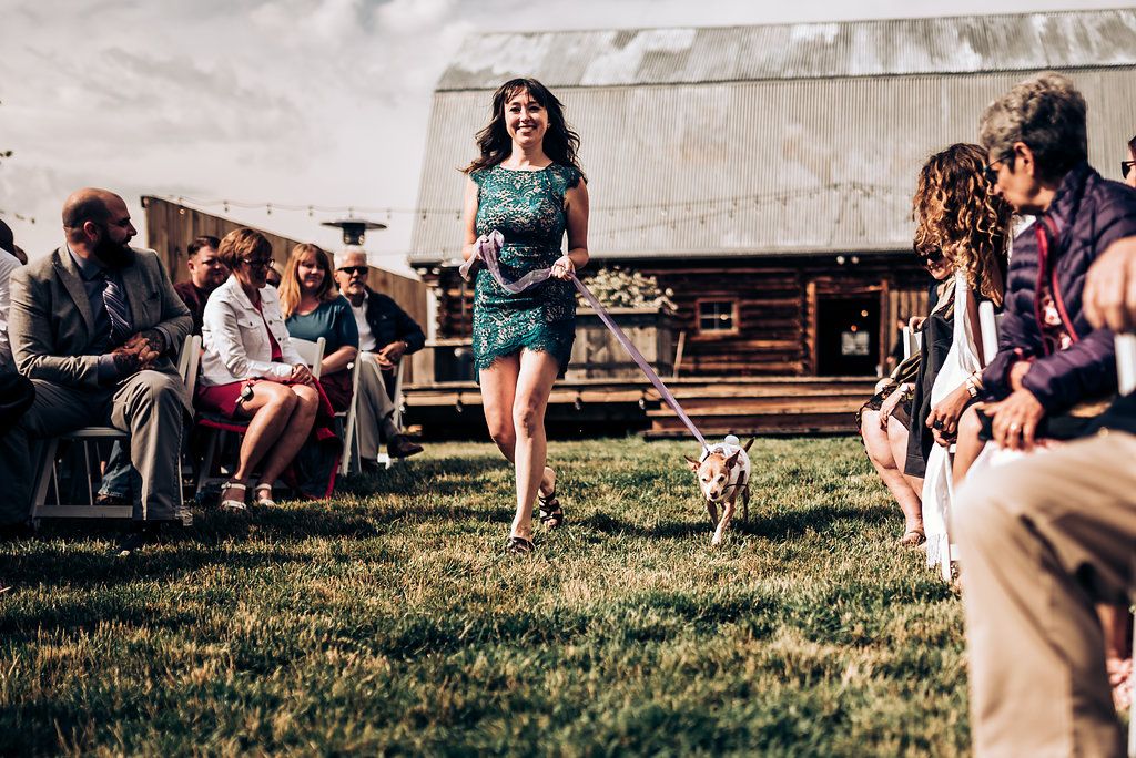 Wedding attendant walks small dog down outdoor ceremony aisle between seated guests.