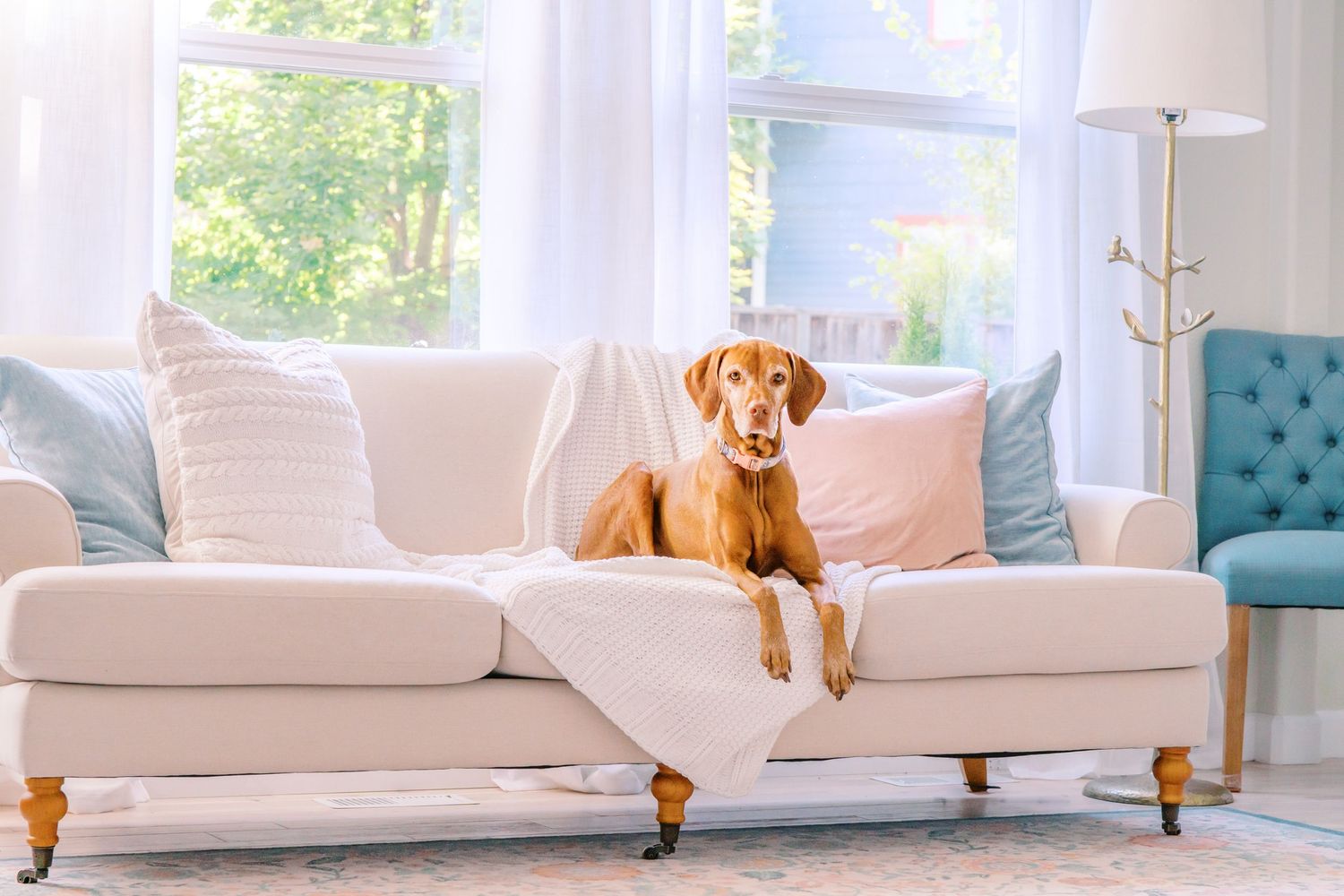 Katy Funke Photography - Rosie the Vizsla