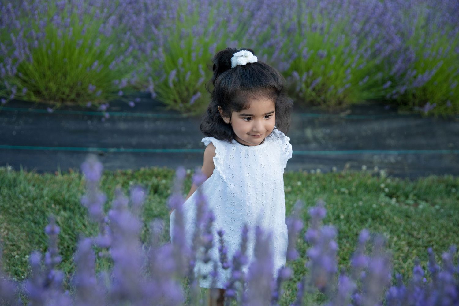 White dress contrasts beautifully against purple lavender blooms in garden setting.
