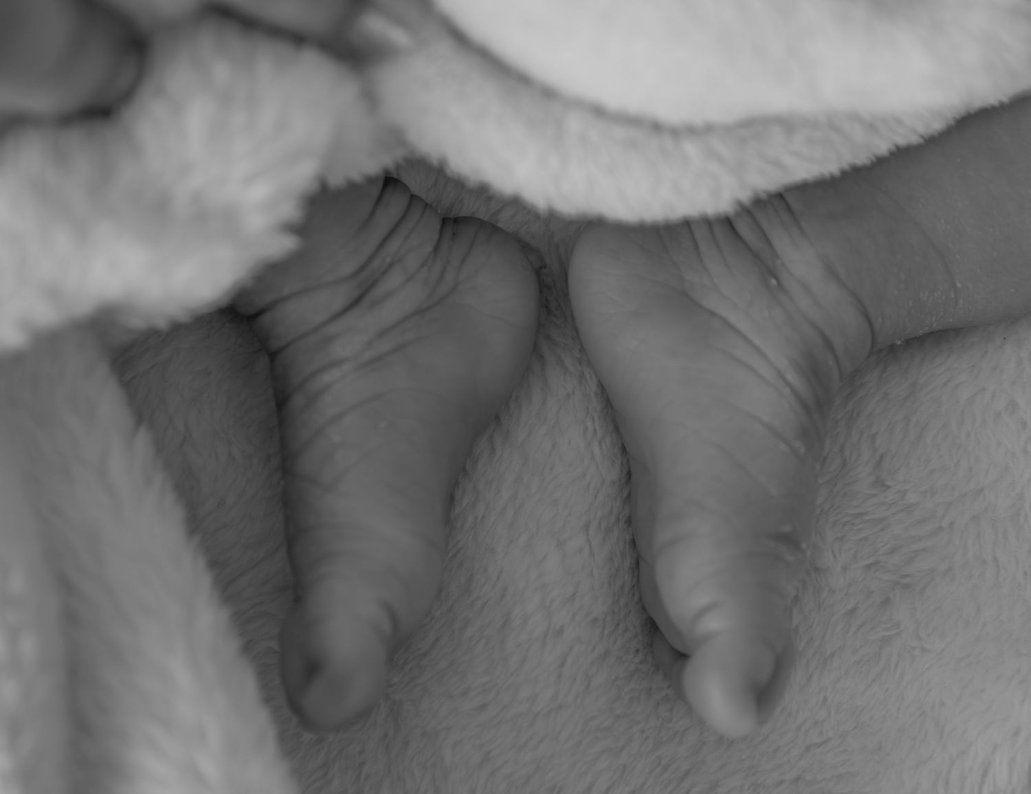 A close-up view of gray cat paws resting on a soft surface.