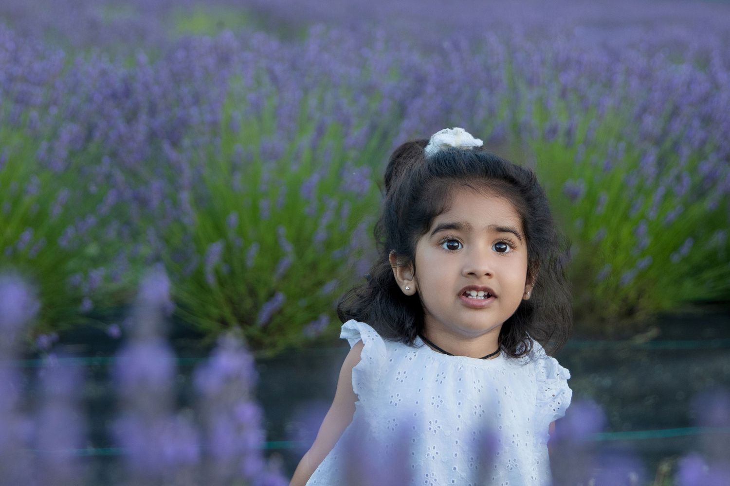 White summer dress stands out among rows of blooming lavender plants.
