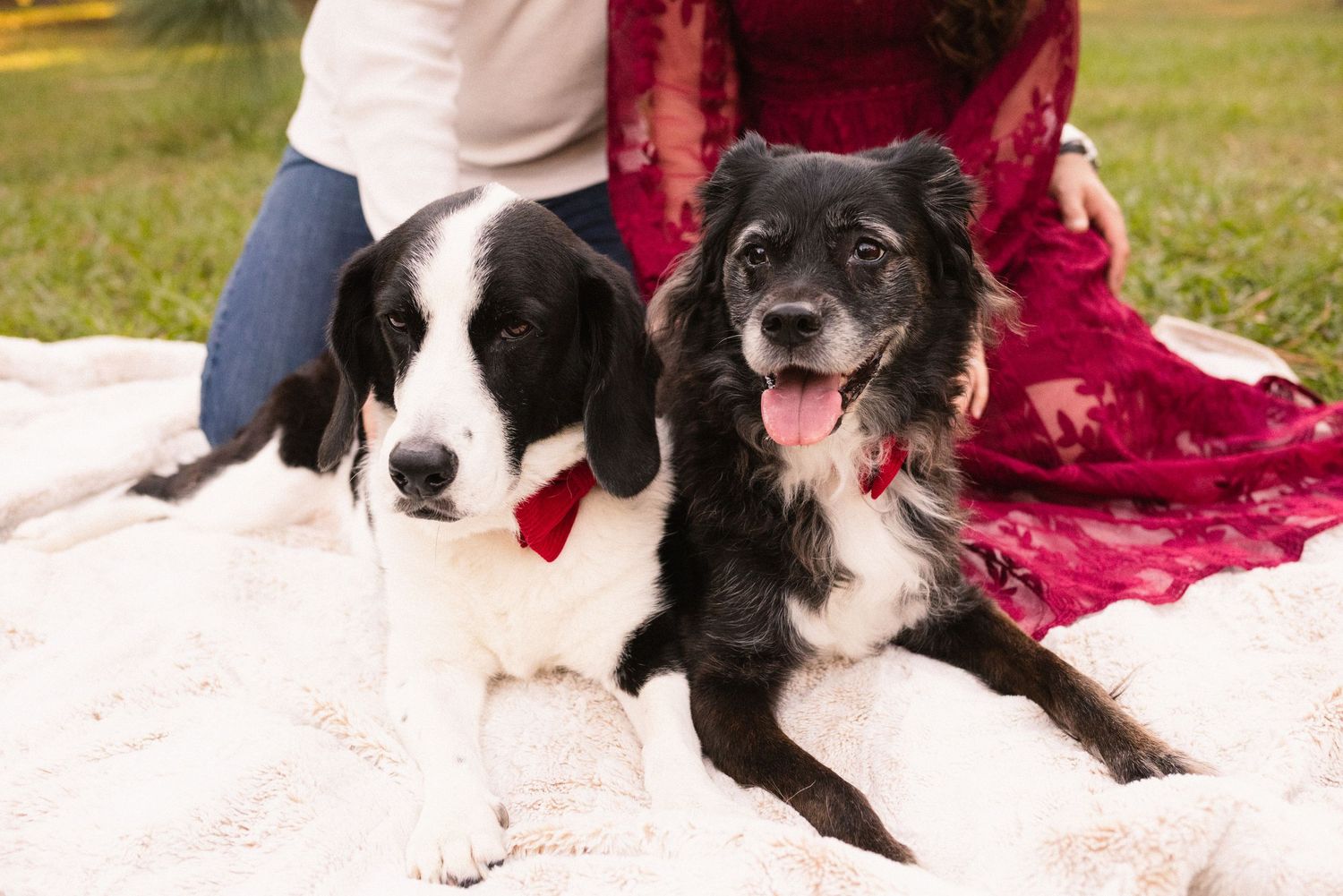 Couples' photographer specializing in pets Orlando, Florida
